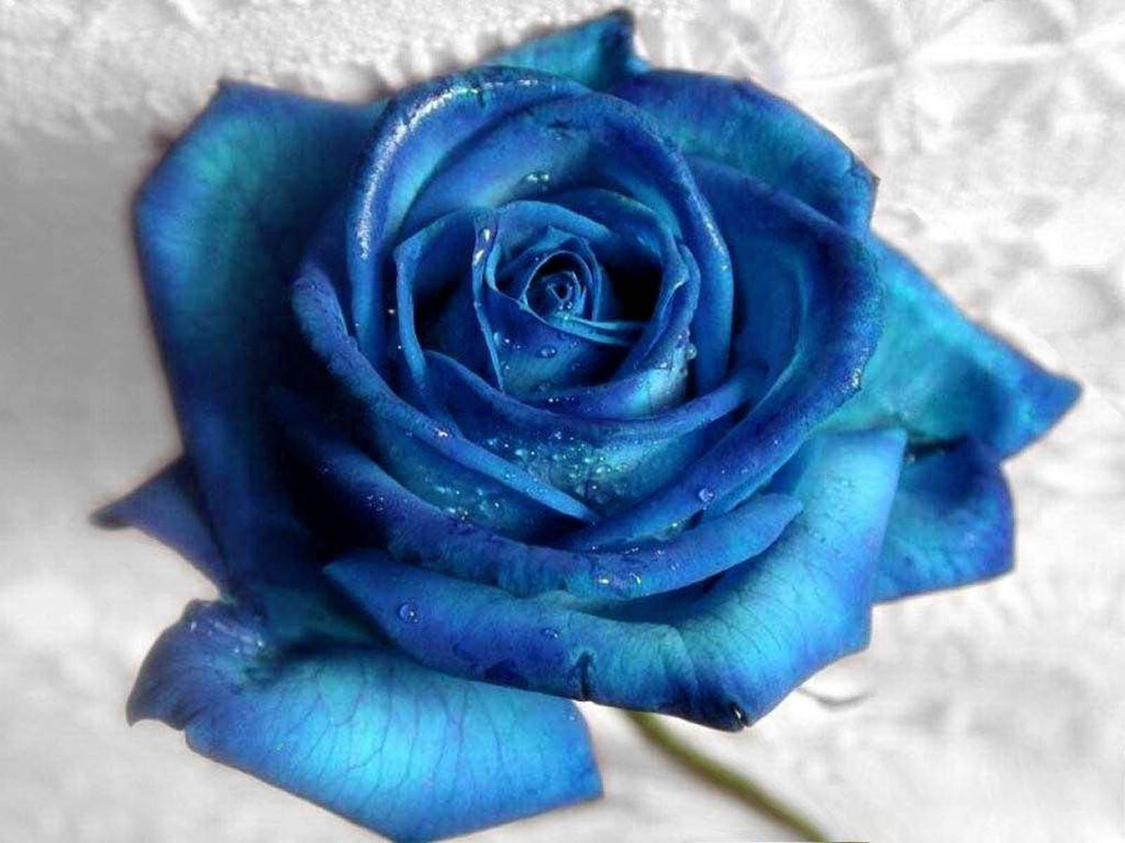wallpapers rose, blue flower, blue rose, flower, earth