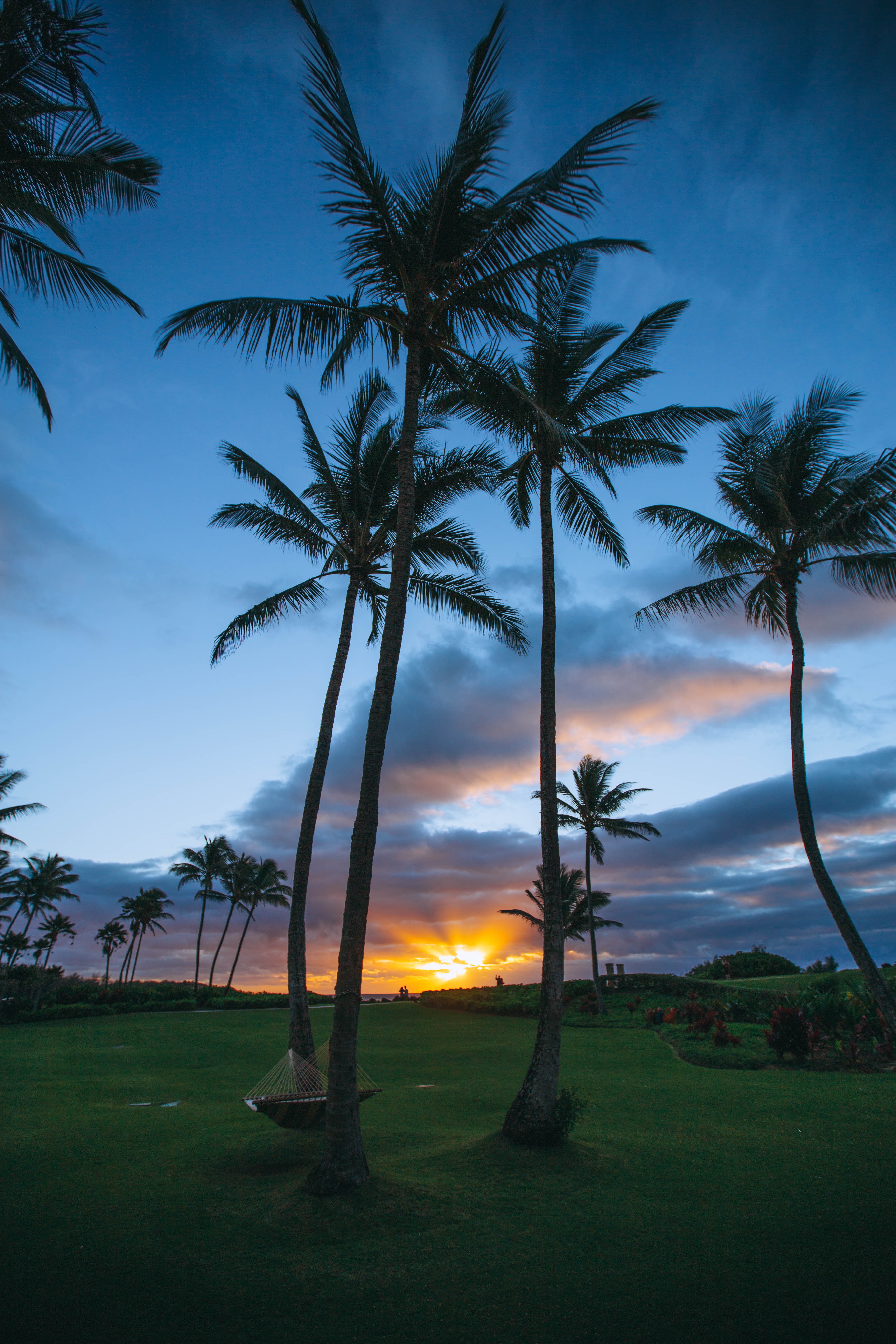 palms, sunset, nature, coloa, summer, tropics, united states, hammock, usa download HD wallpaper