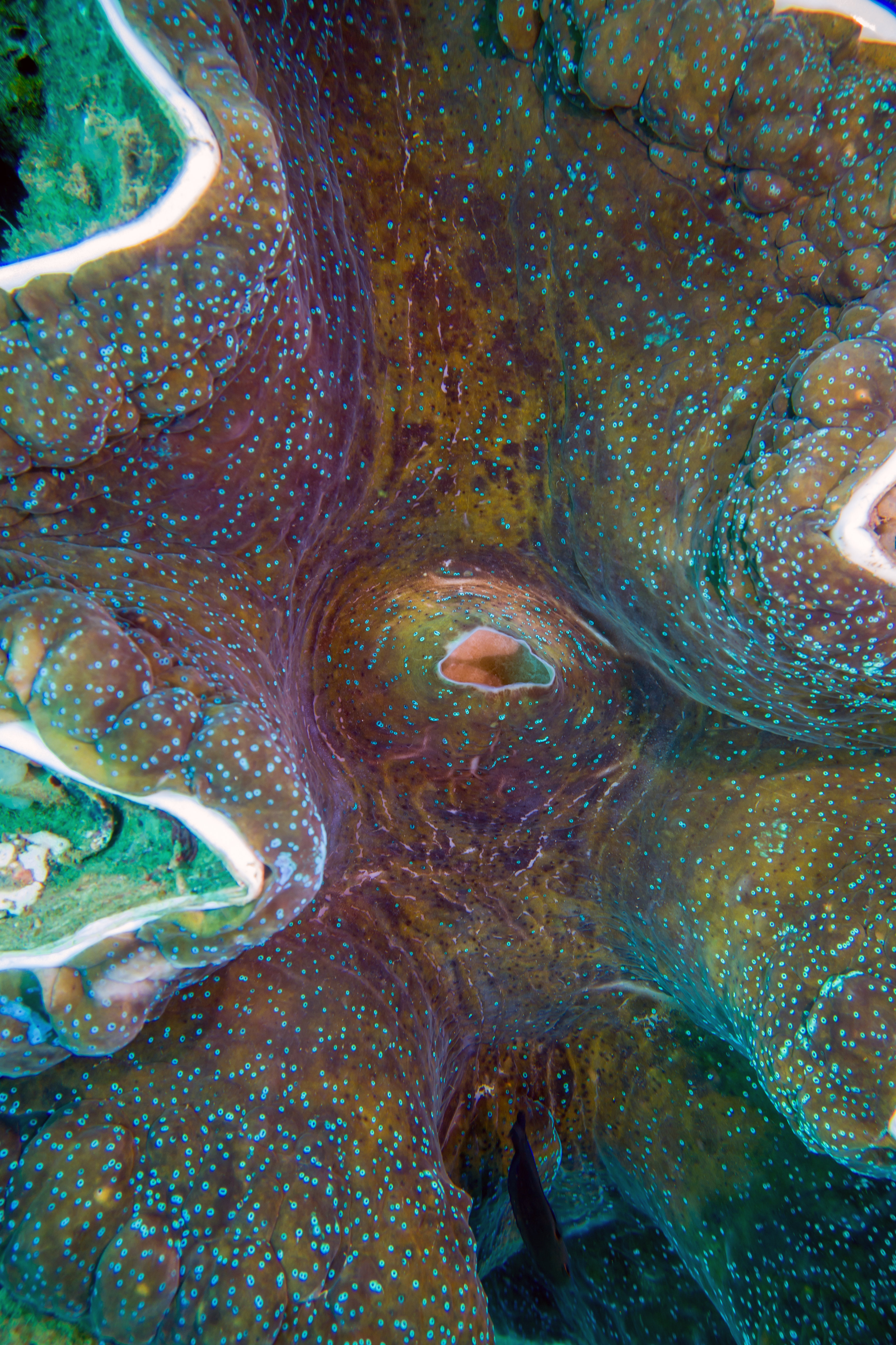 Free Images macro, abstract, point, reef Coral