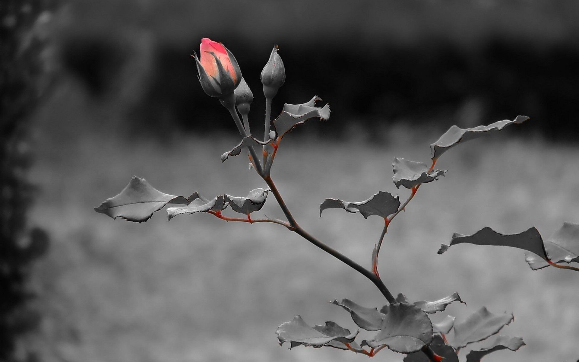 Smartphone Background rose, stem, plant, branch