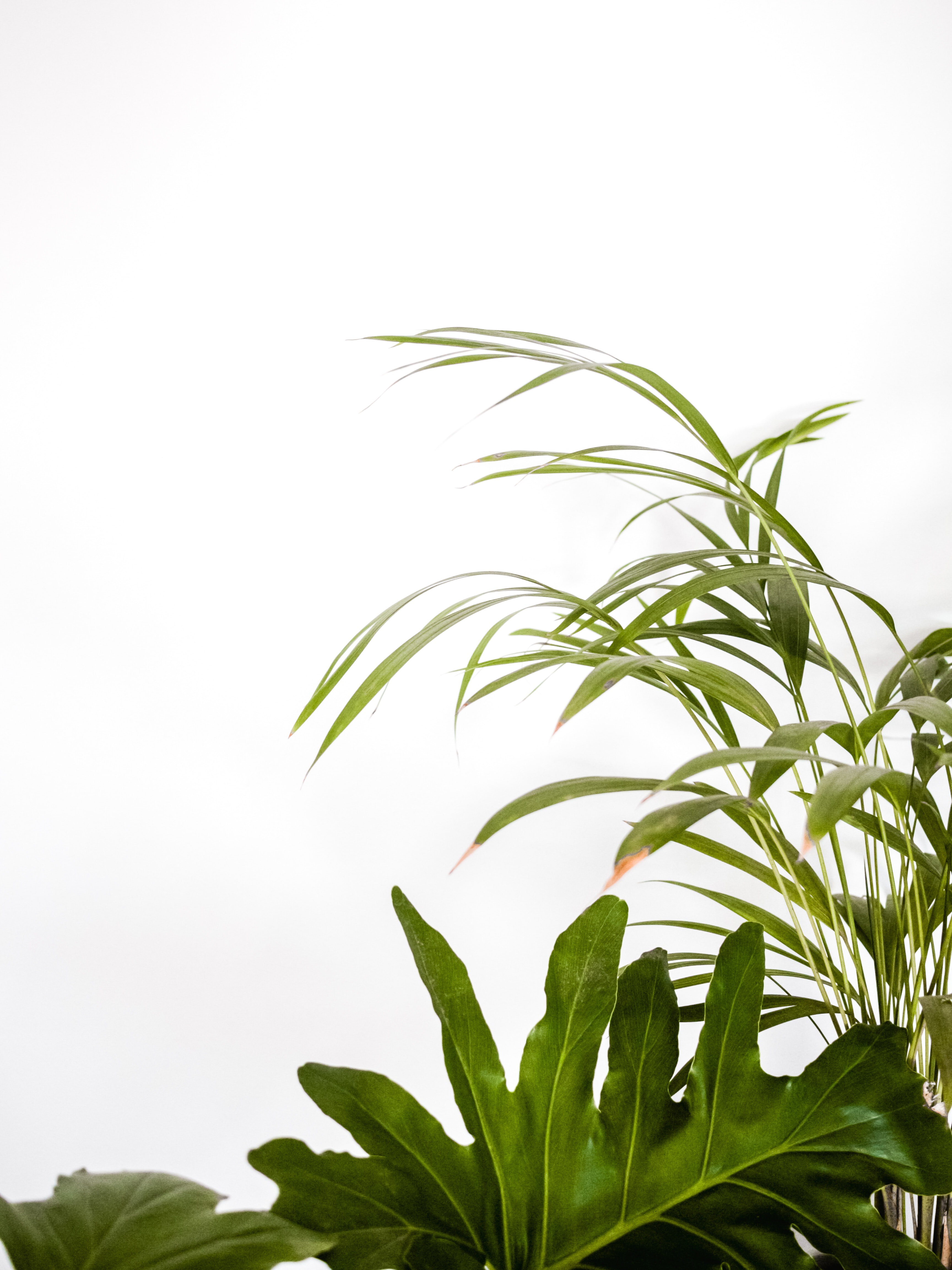 Handy-Wallpaper Pflanzen, Blätter, Minimalismus, Dekorativ, Dekorative kostenlos herunterladen.