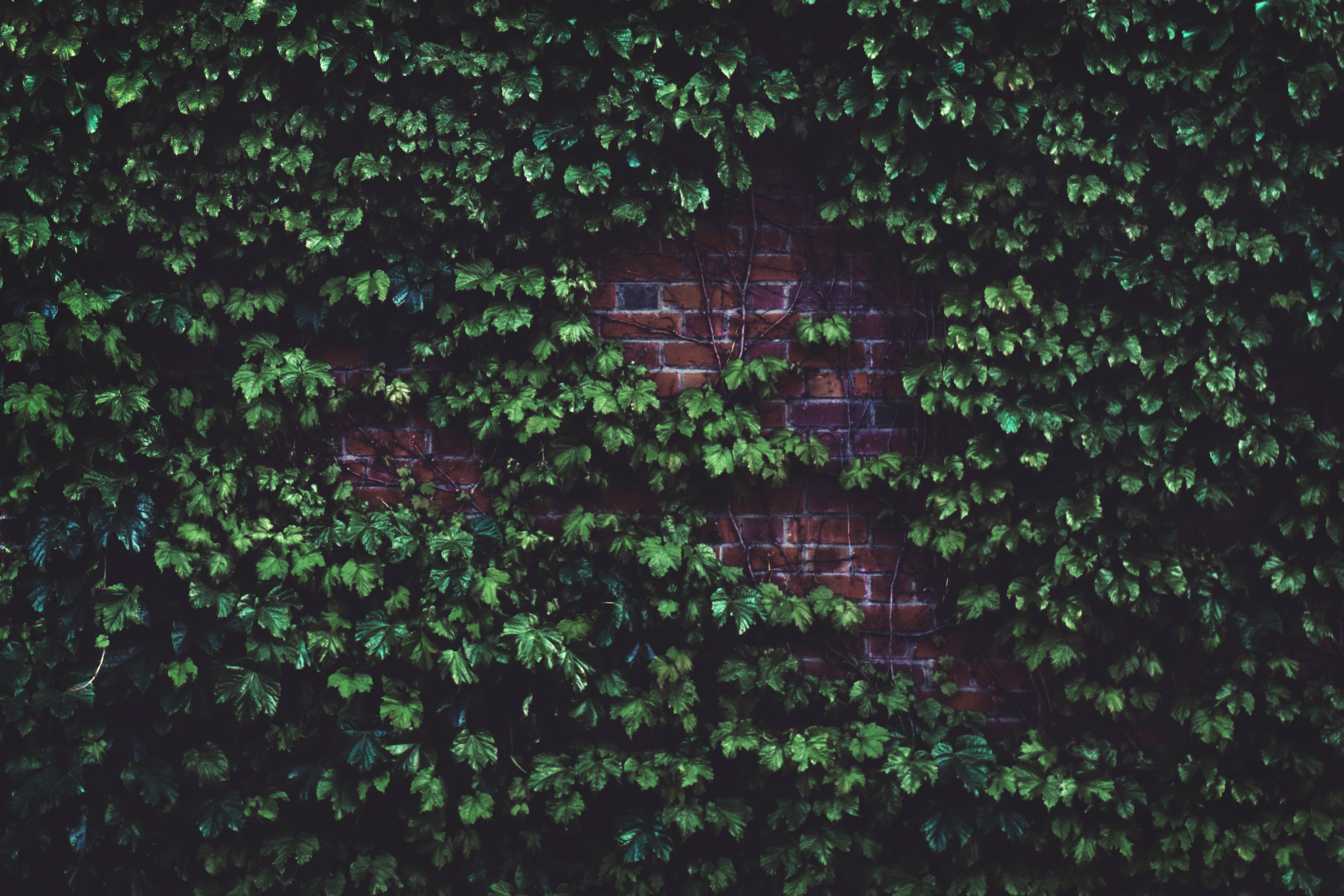 leaves, plant, miscellanea, miscellaneous, brick wall Free Stock Photo