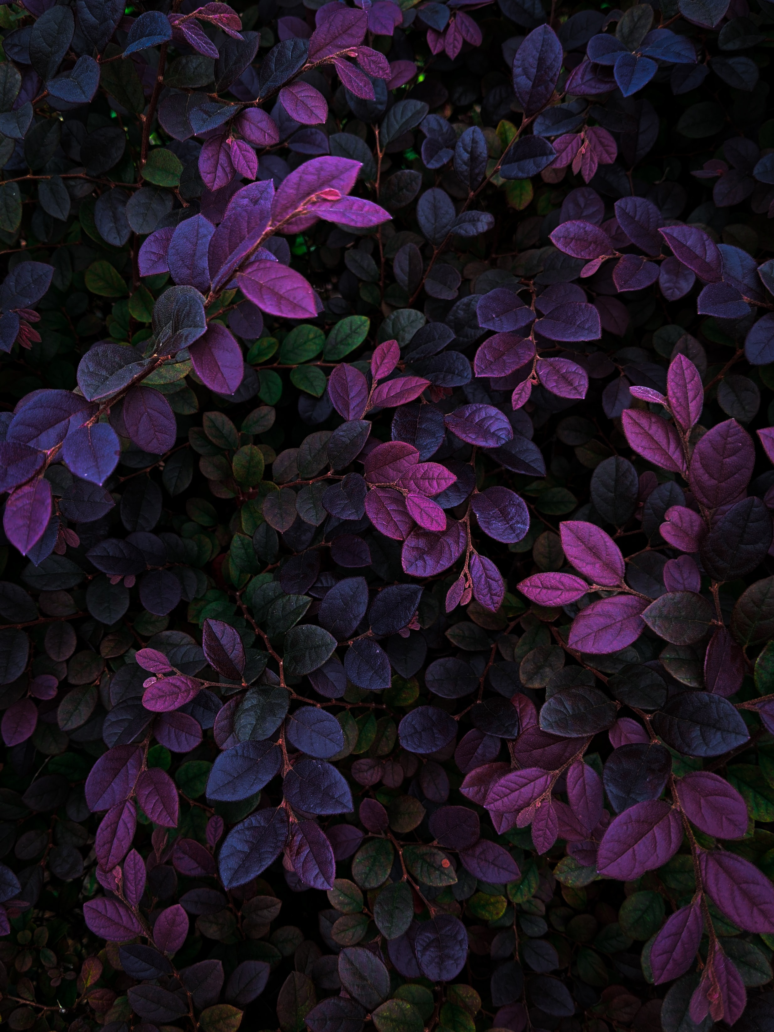 Leaves HD Mobile