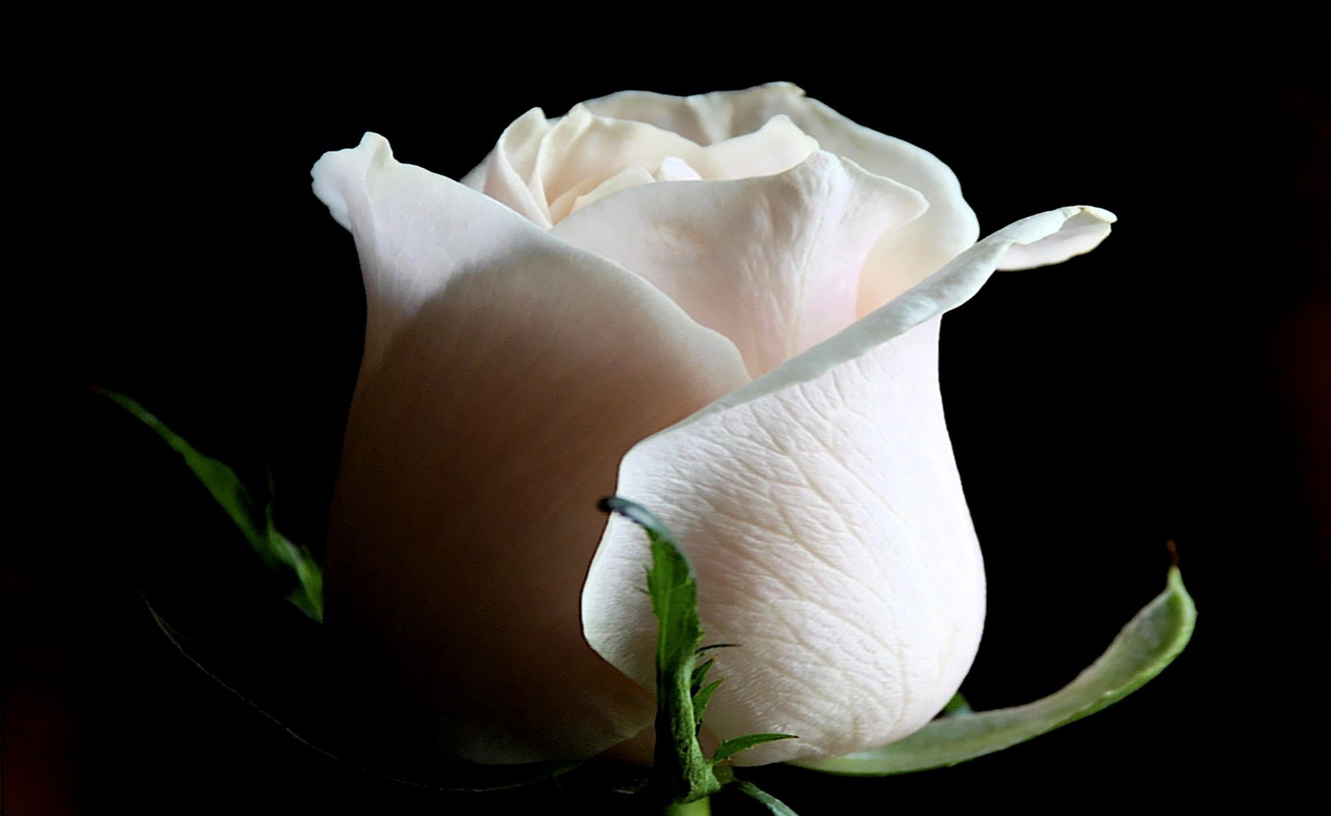 Роза белая бокаловидная
