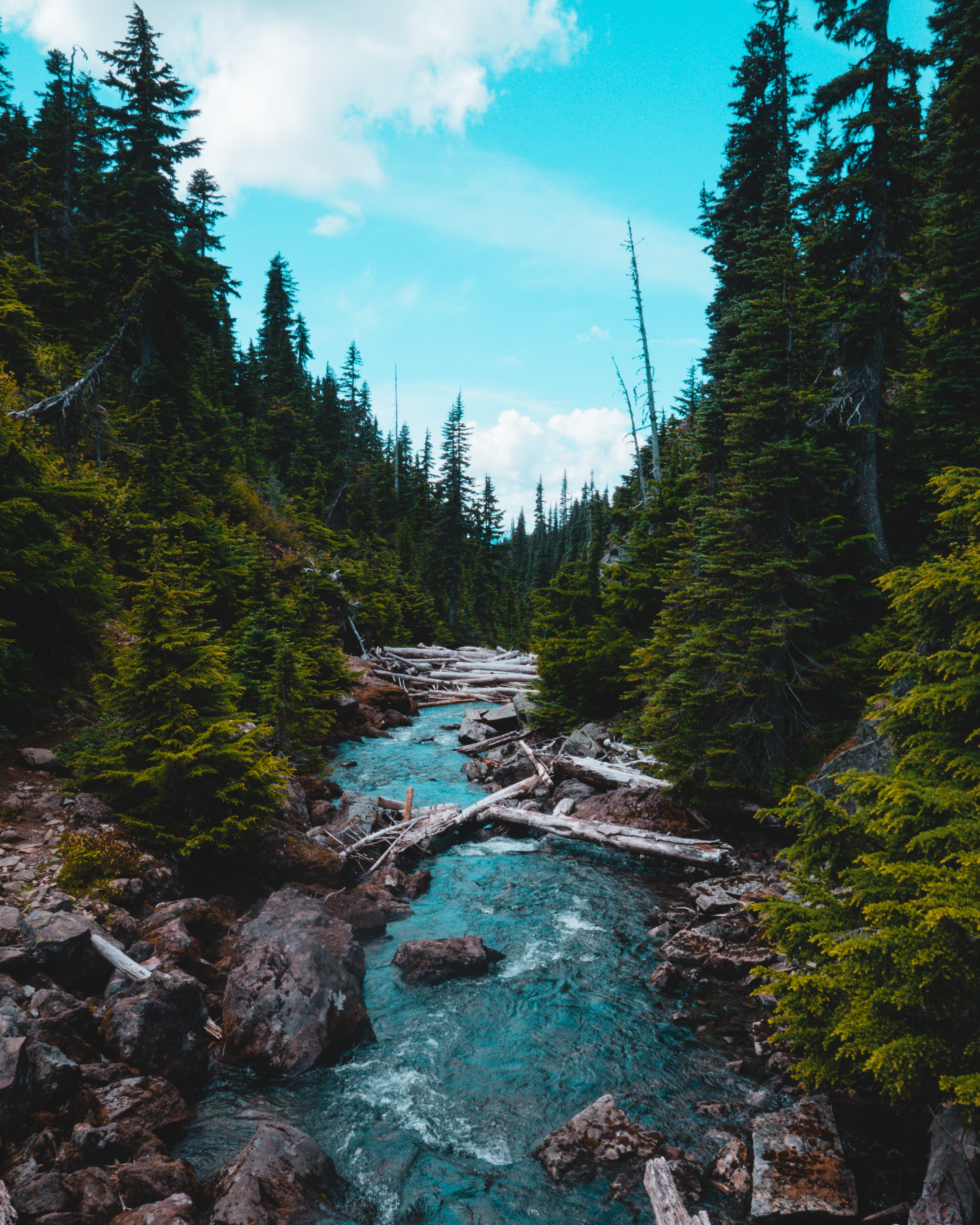 flow, fir, forest, stones, stream, rivers, spruce, nature phone wallpaper