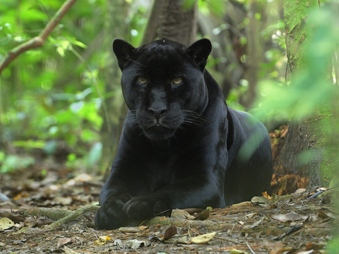 32795 download wallpaper animals, panthers screensavers and pictures for free