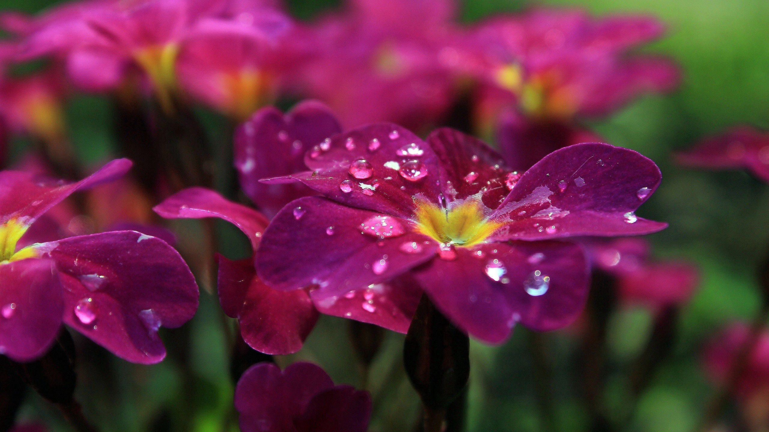 Laden Sie das Makro, Blumen, Drops-Bild kostenlos auf Ihren PC-Desktop herunter