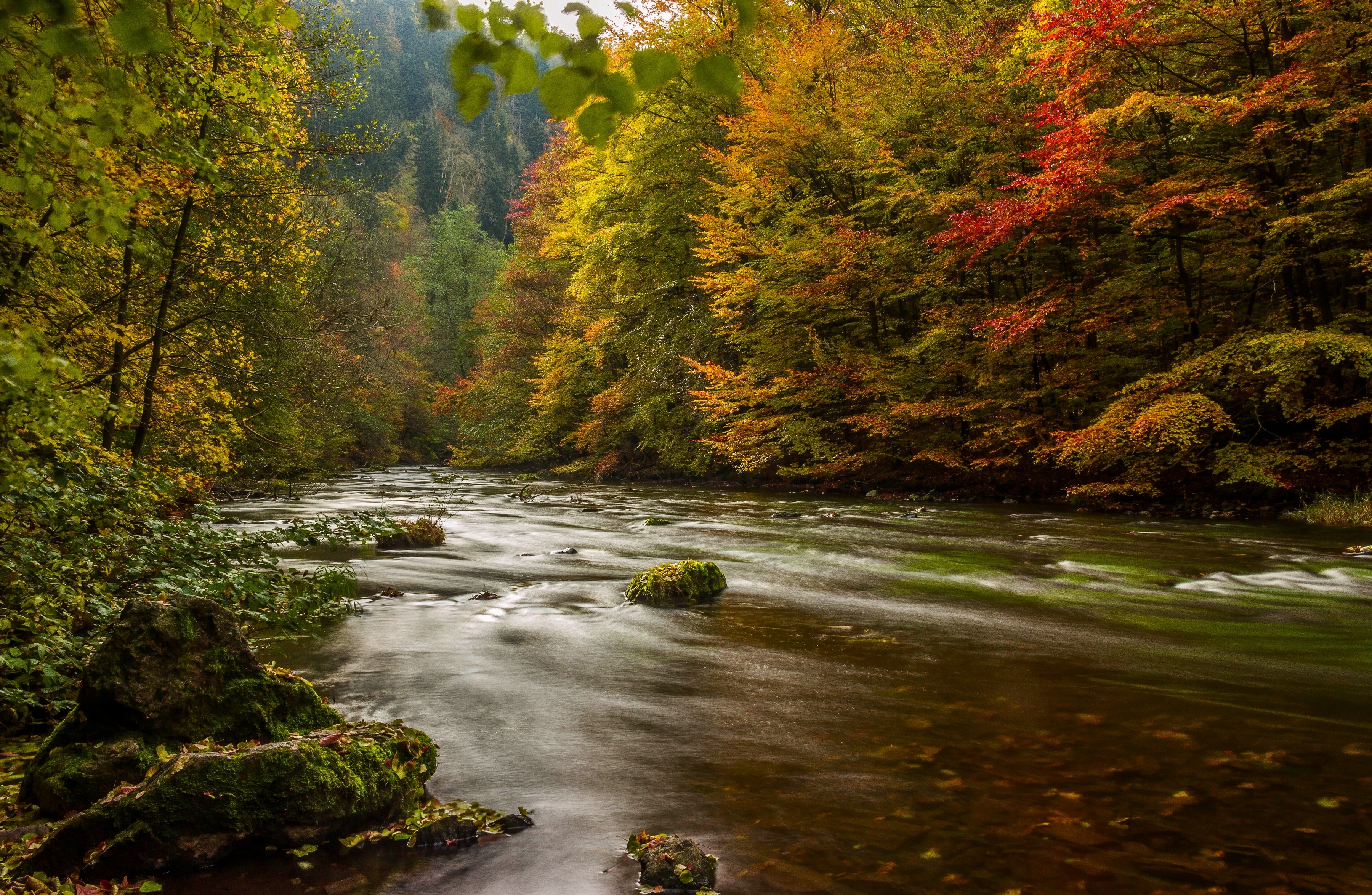 69257 download wallpaper nature, rivers, trees, autumn, germany, harz screensavers and pictures for free
