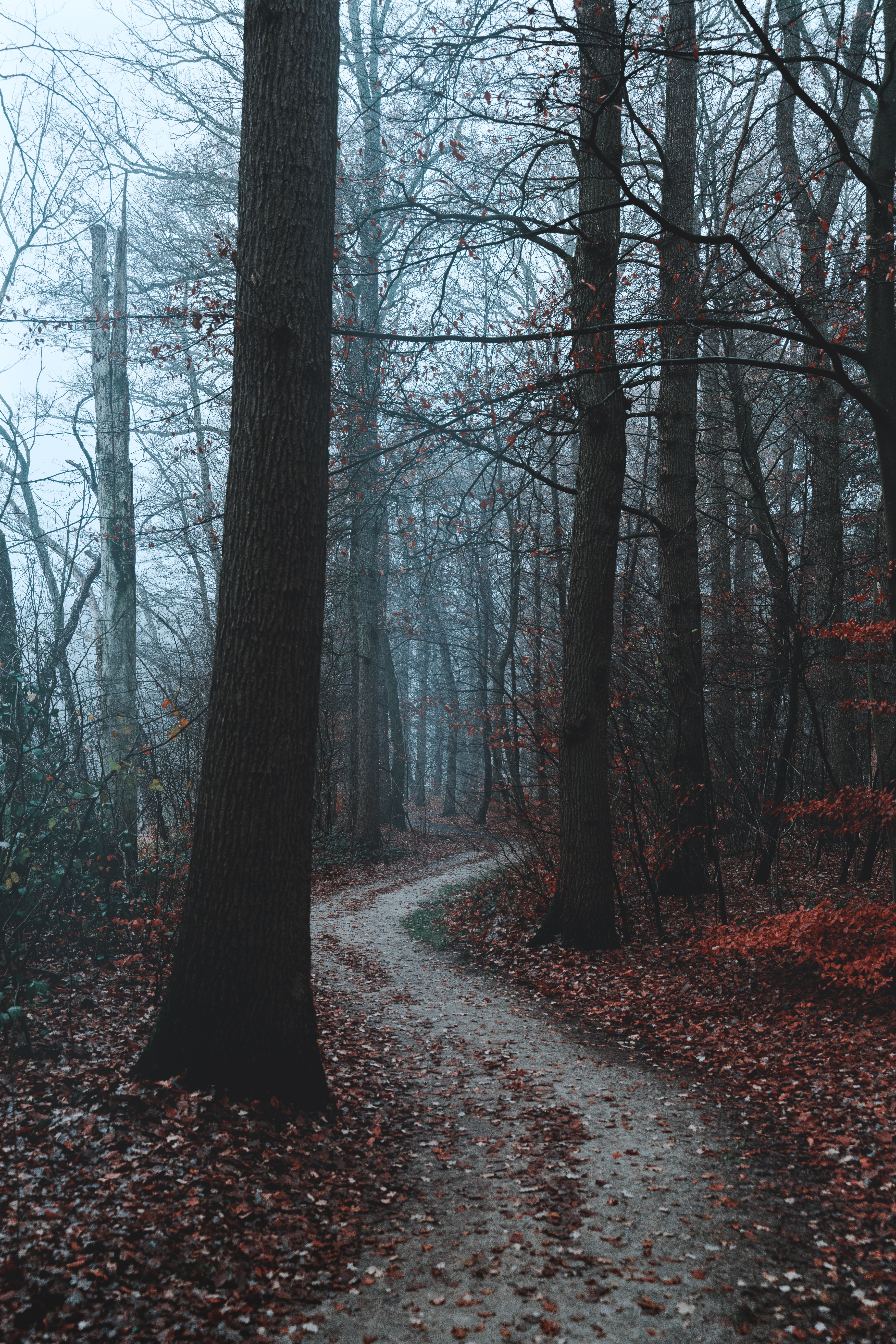 forest, autumn, nature, trees, fog, path QHD