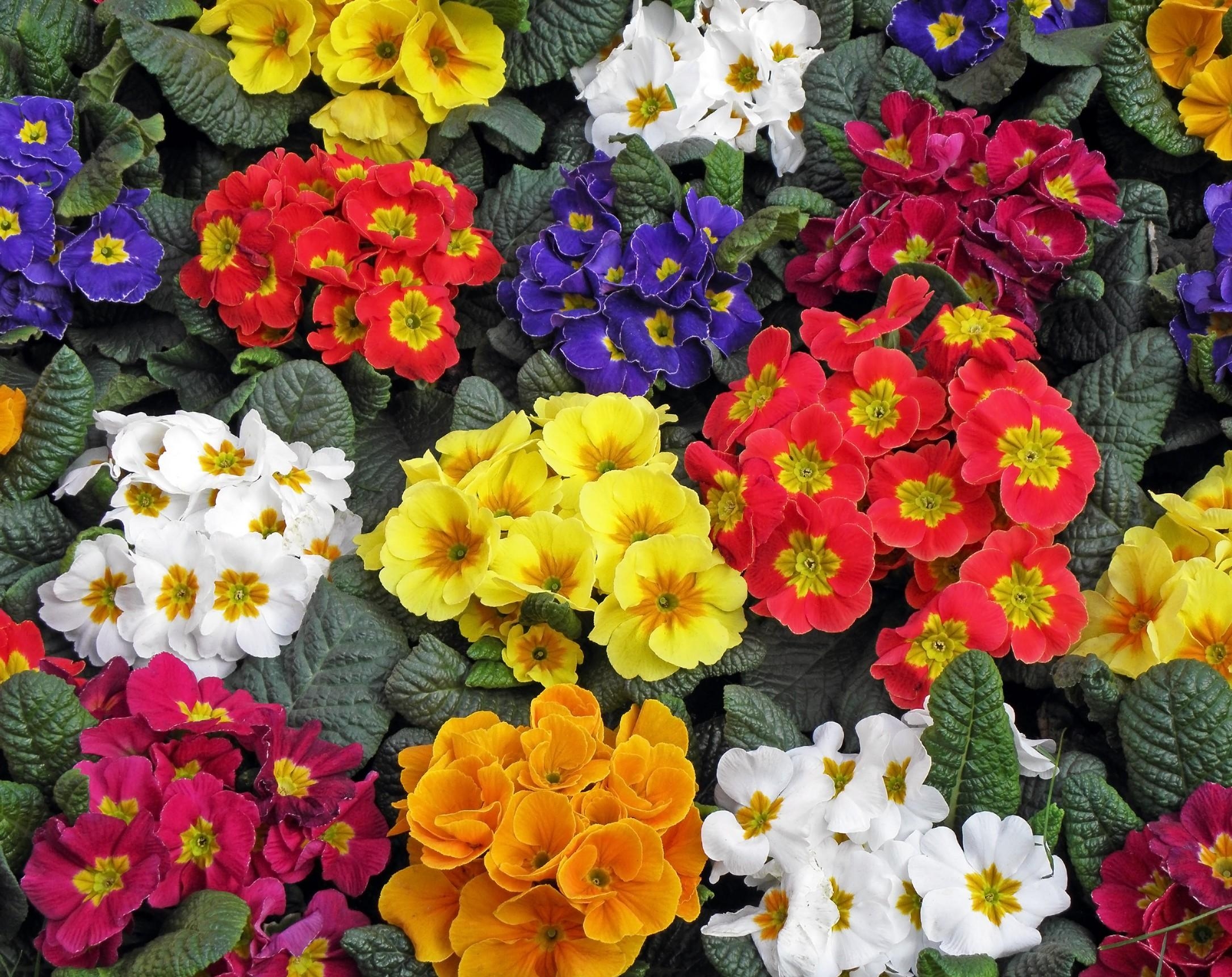 64511 descargar fondo de pantalla primavera, flores, brillante, multicolor: protectores de pantalla e imágenes gratis