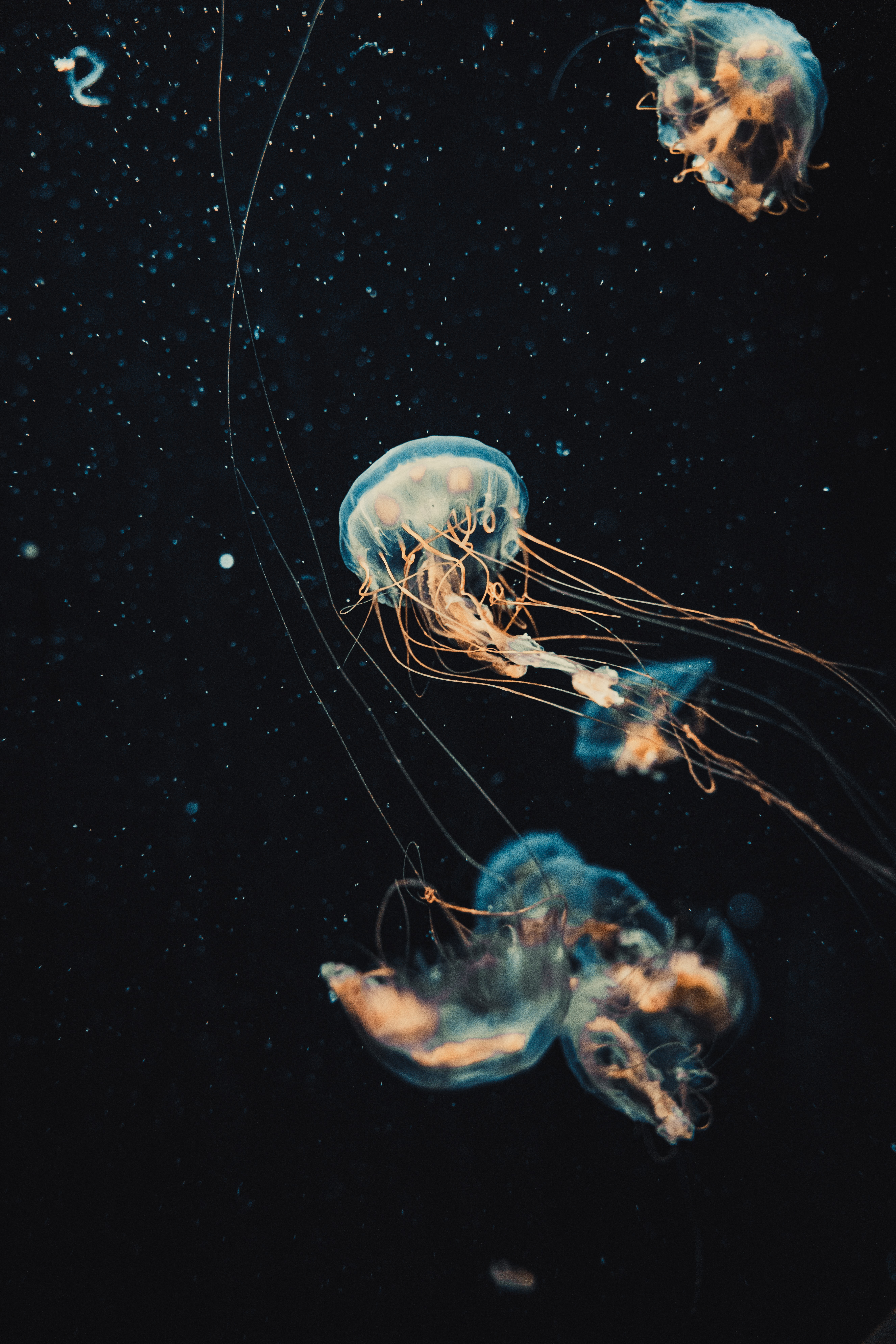 Wallpaper for mobile devices jellyfish, tentacles, water, dark