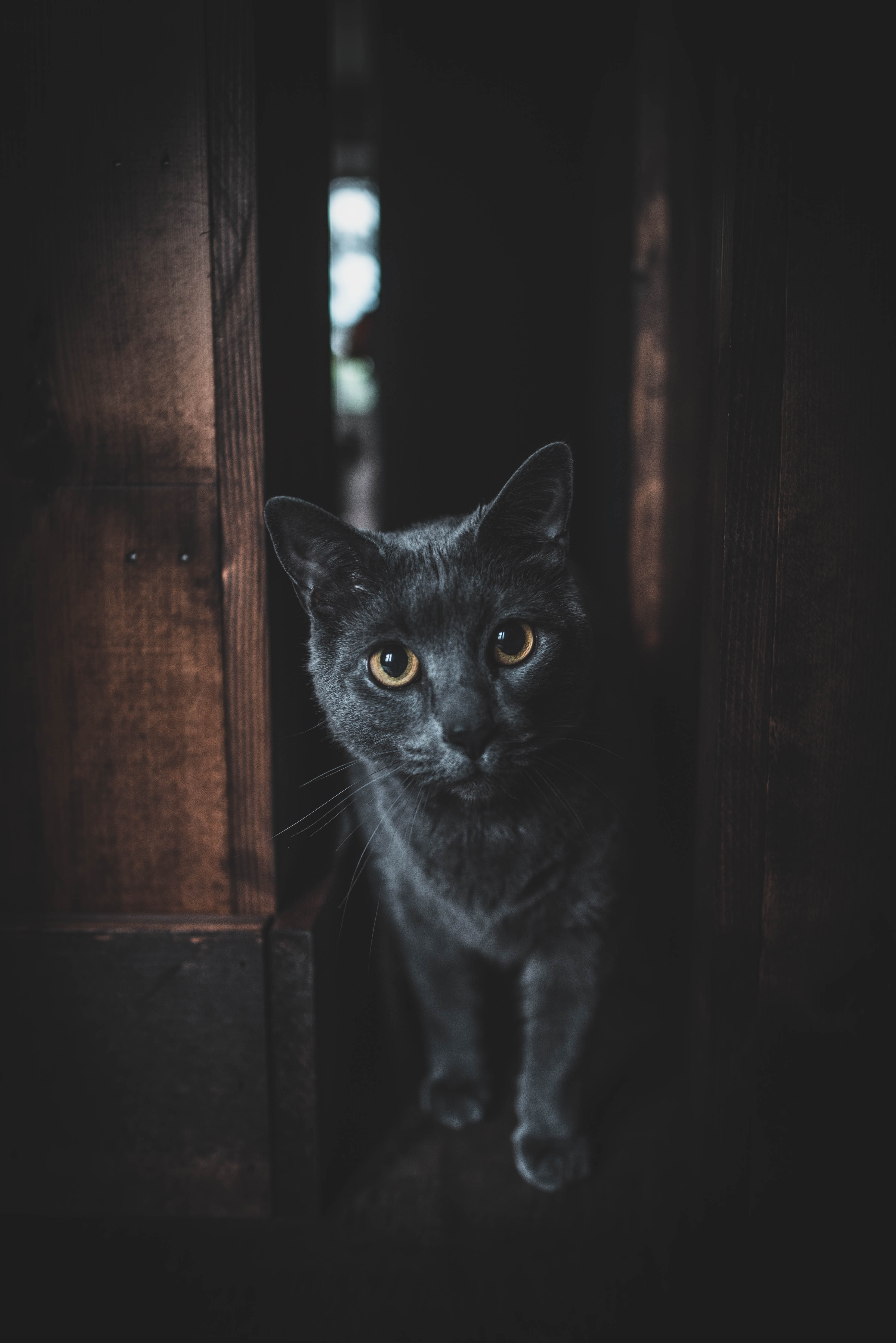 sight, cat, opinion, animals Ultrawide Wallpapers