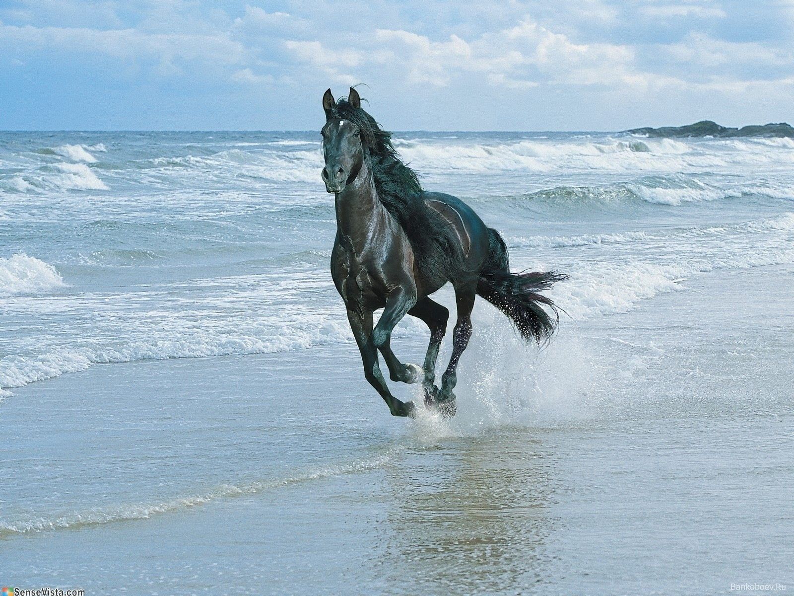 Horse iPhone Background