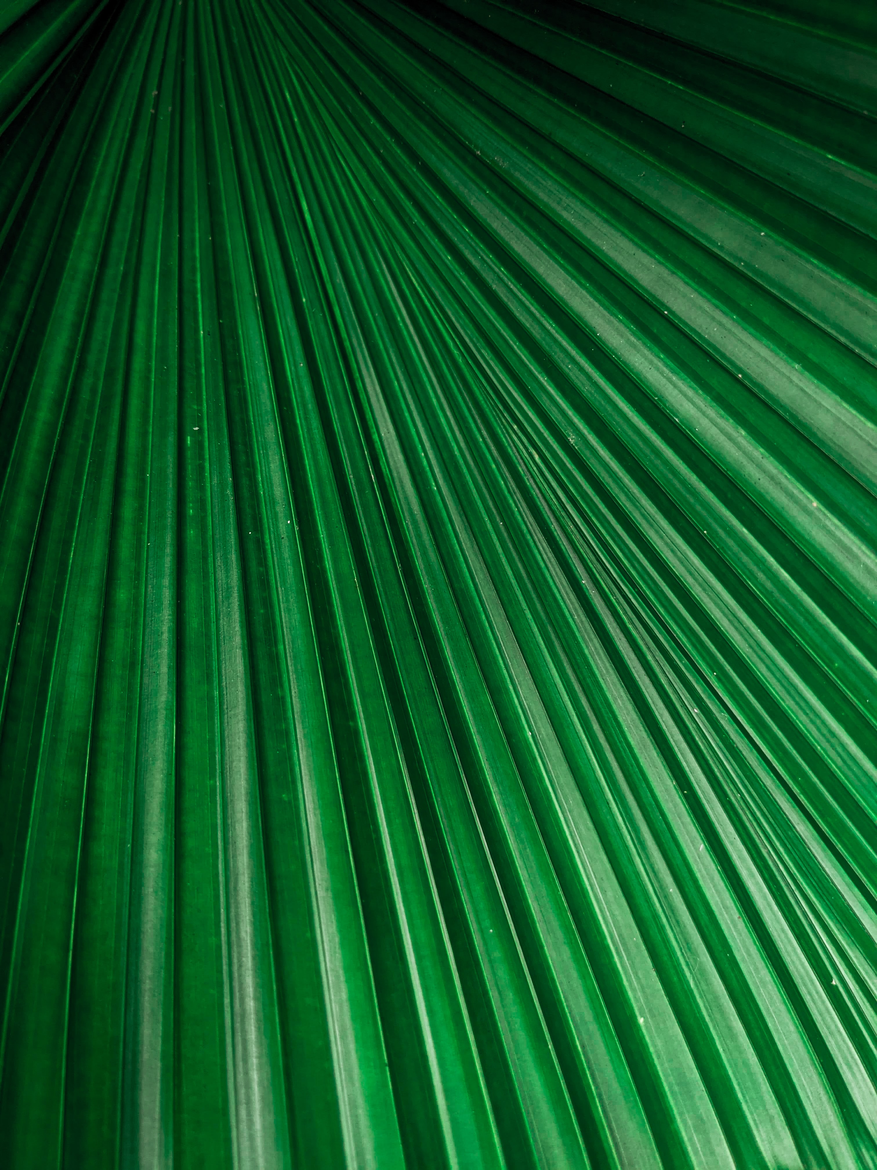 sheet, macro, stripes, leaf Panoramic Wallpapers