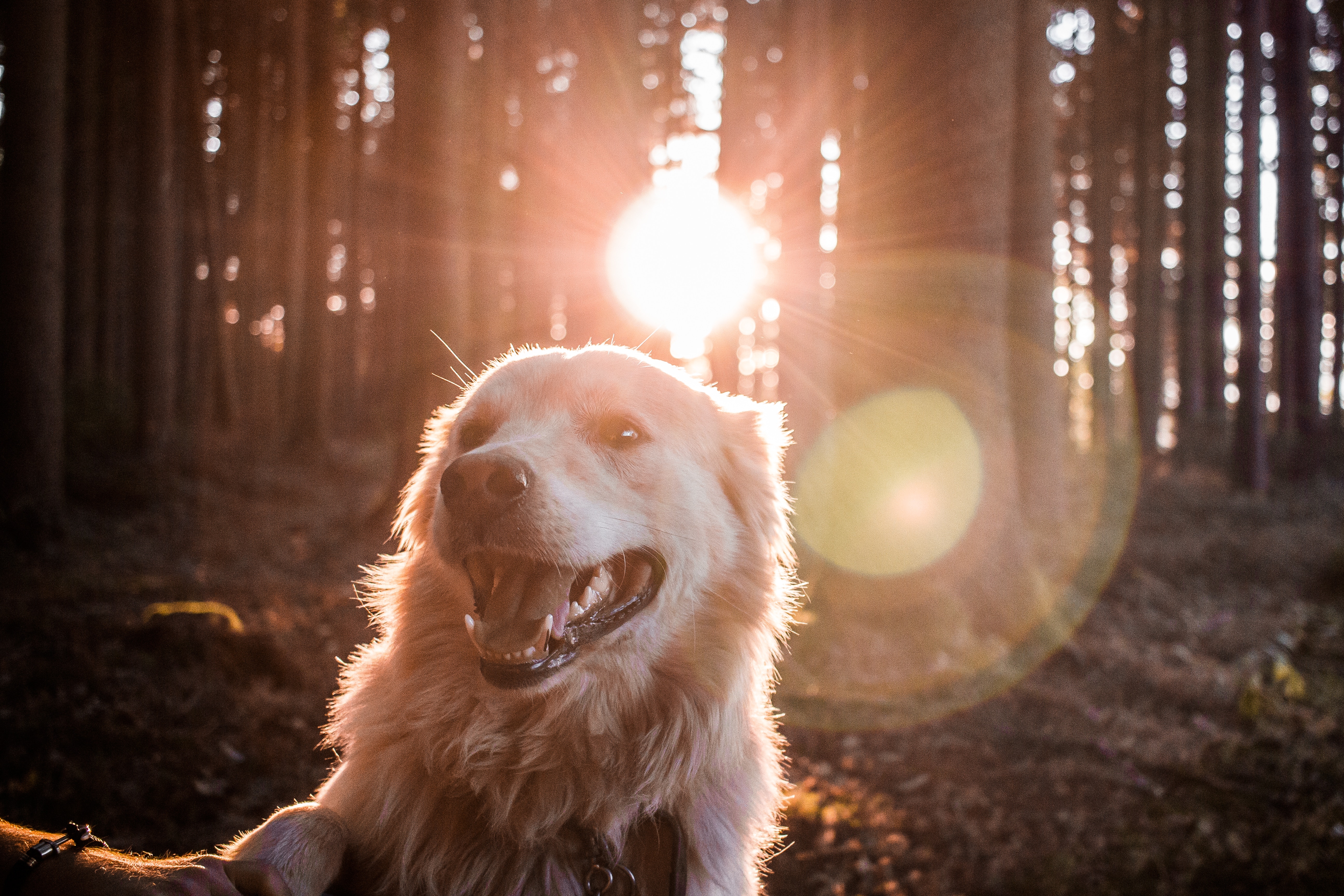 100256 download wallpaper animals, forest, dog, sunlight, happy screensavers and pictures for free