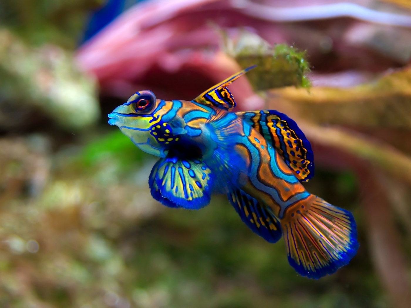 Laden Sie das Fische, Tiere-Bild kostenlos auf Ihren PC-Desktop herunter