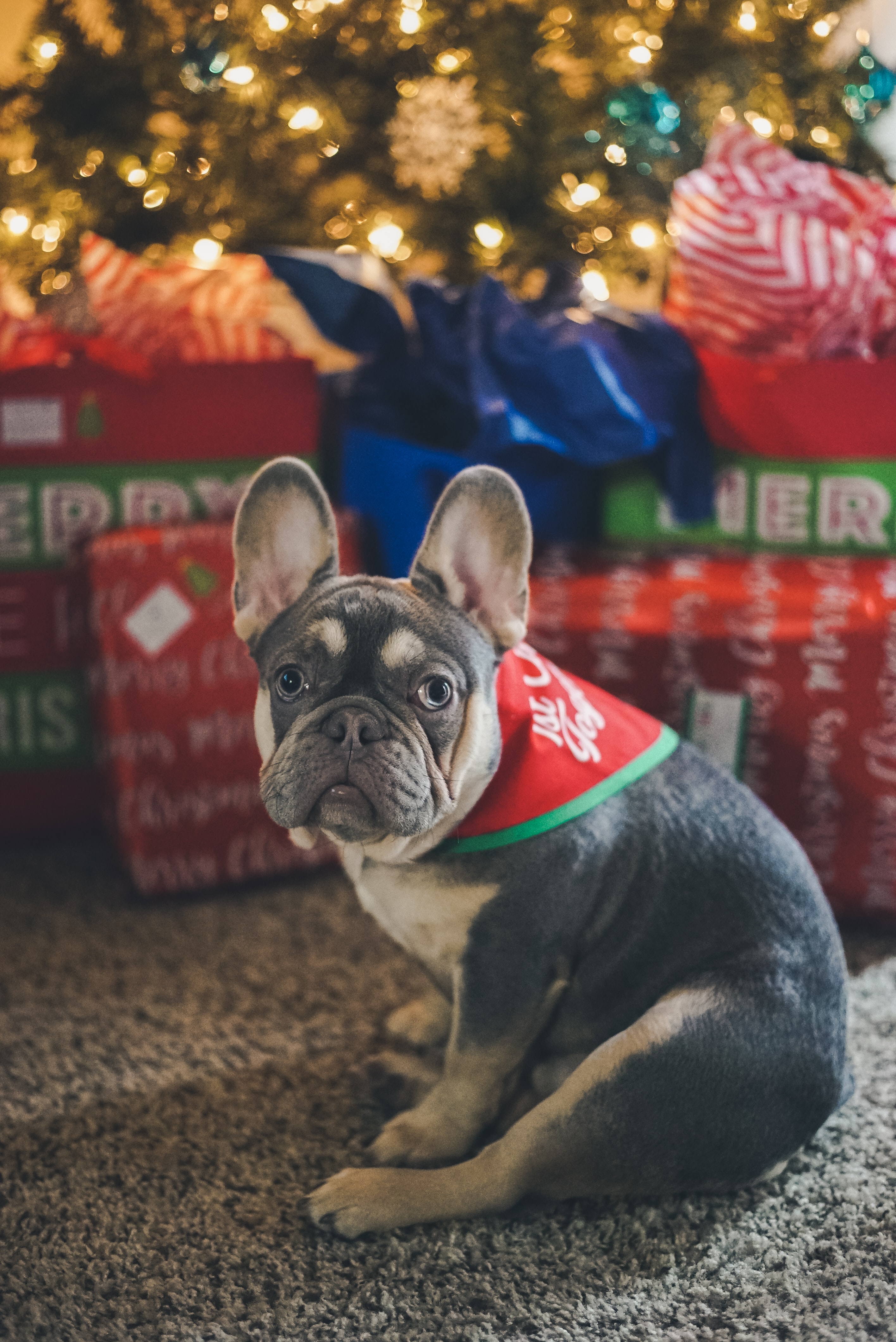 69718 Screensavers and Wallpapers Presents for phone. Download animals, new year, dog, pet, christmas tree, presents, gifts, french bulldog pictures for free
