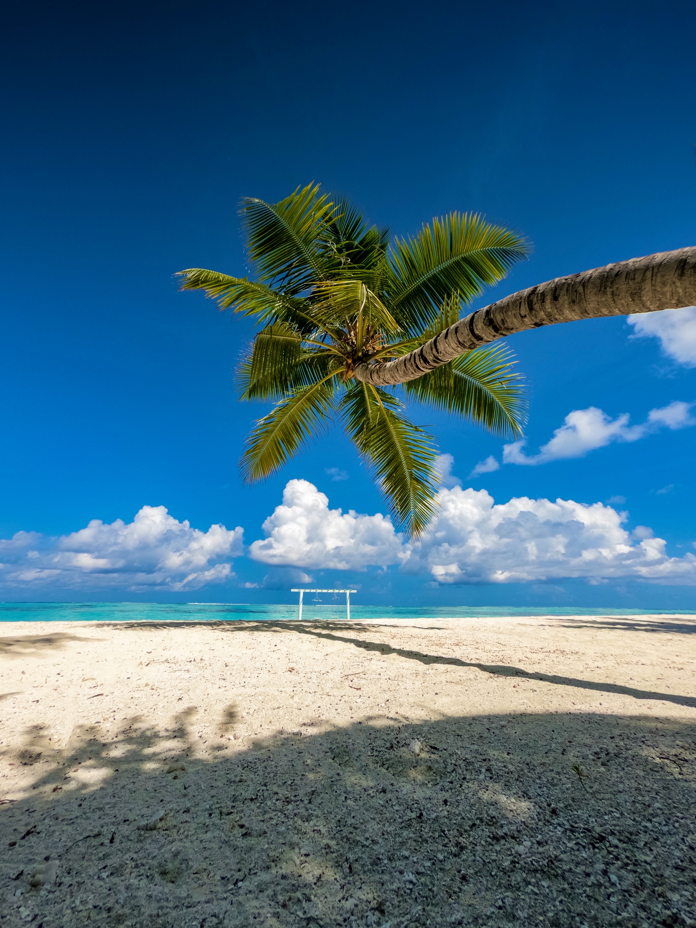 summer, nature, sea, beach, palm, tropics cellphone