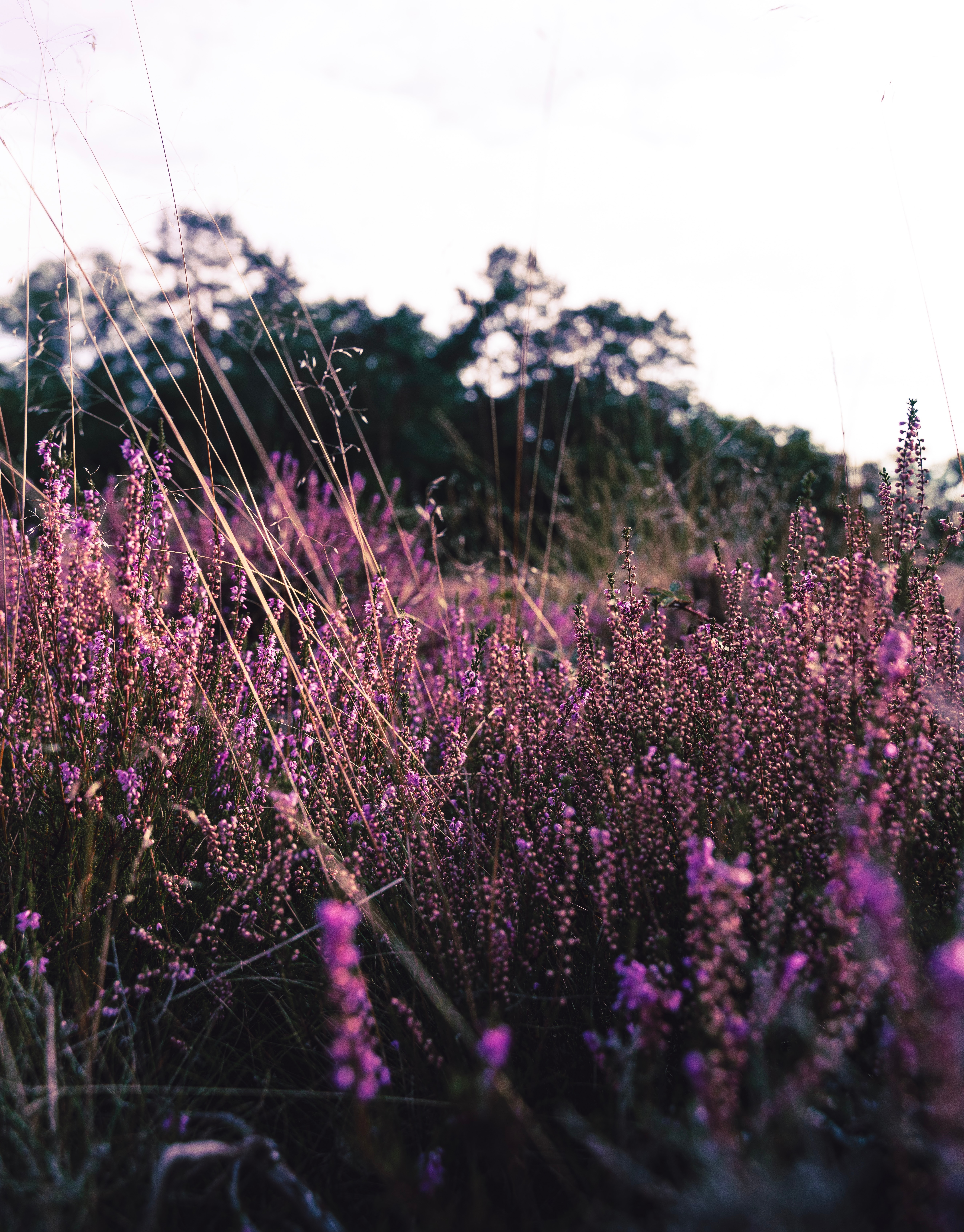 lavender, flowering, bloom, nature, flowers, violet, field, purple