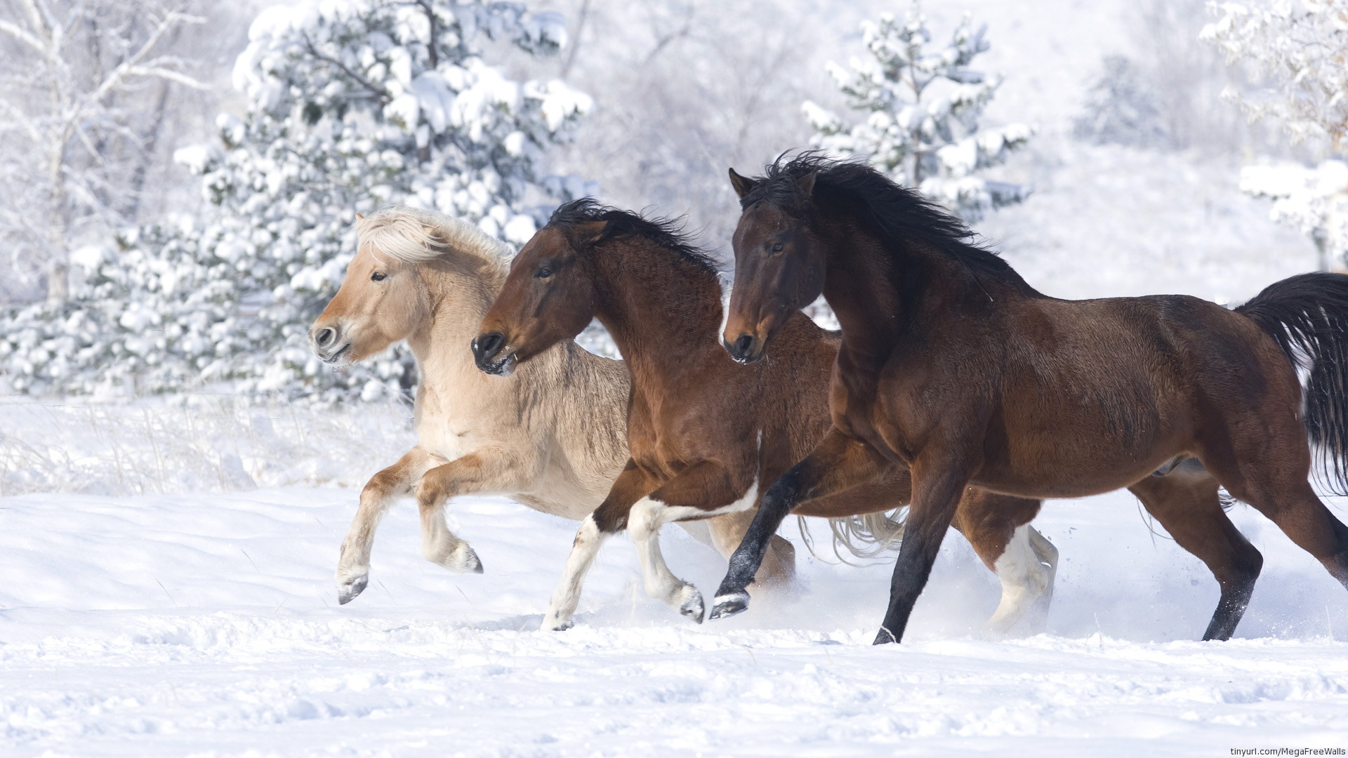 snow, horse, running, animal