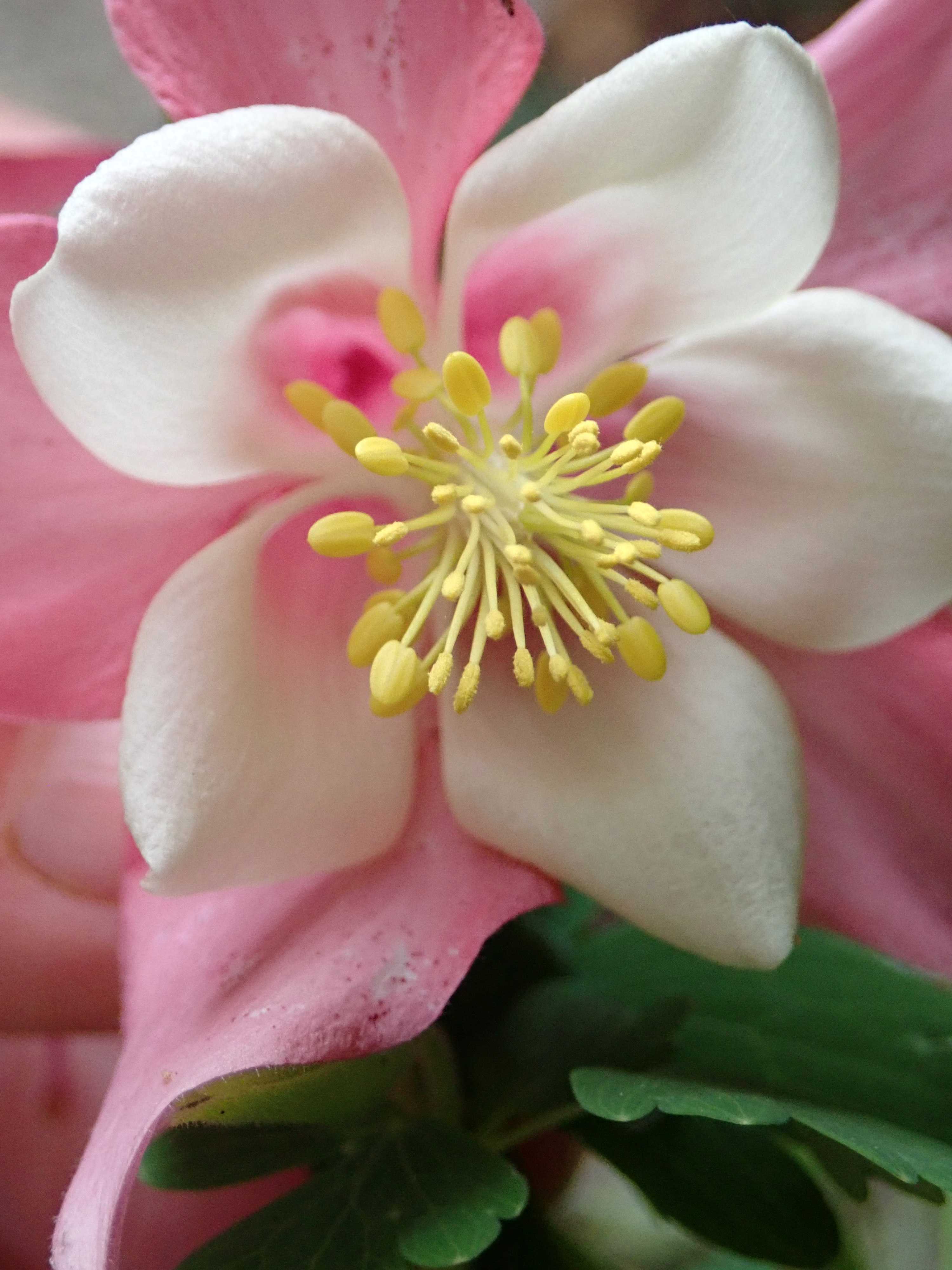 Laden Sie das Blume, Rosa, Makro, Aquilegia-Bild kostenlos auf Ihren PC-Desktop herunter