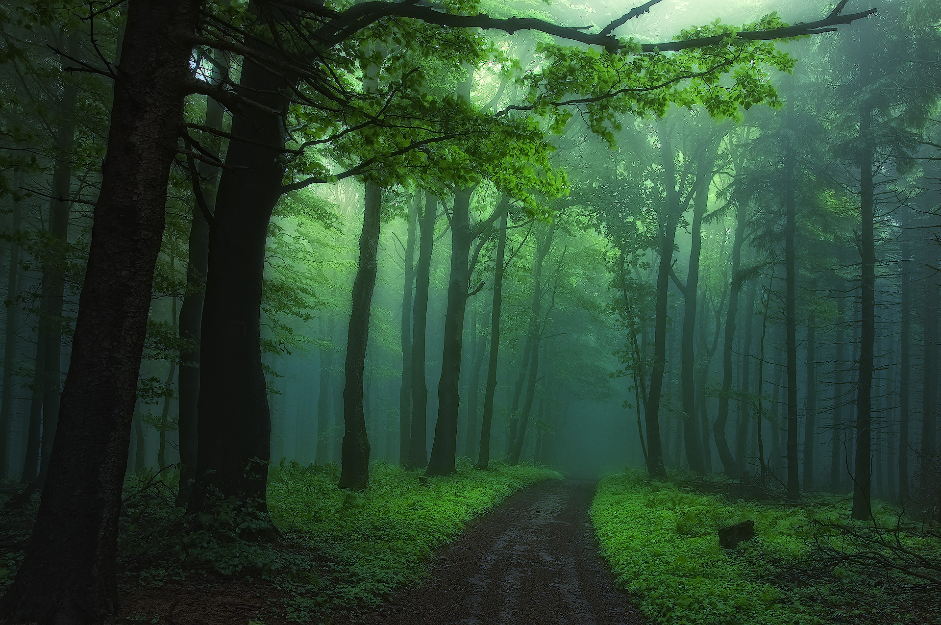 823845 скачать обои лес, земля/природа, зеленый, туман, дорожка, дерево - заставки и картинки бесплатно