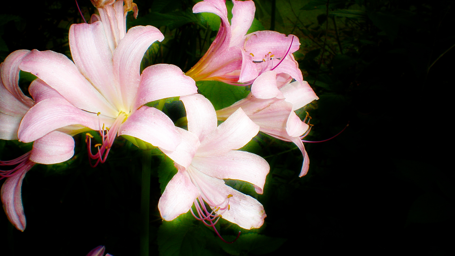 earth, lily, flowers