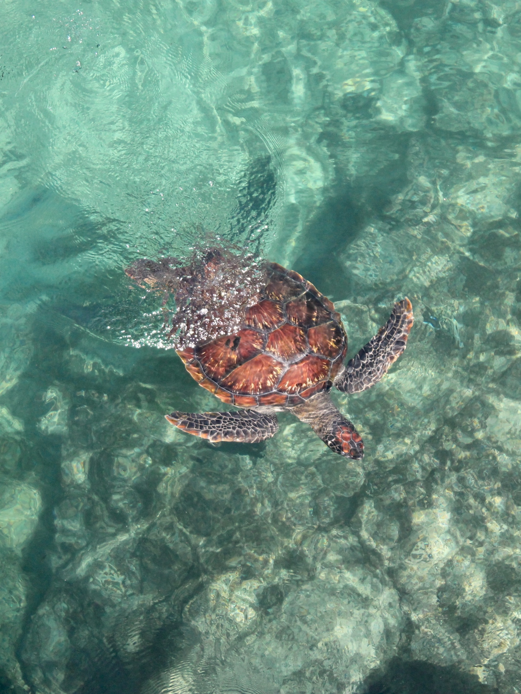 turtle, animals, water, sea, to swim, swim 8K