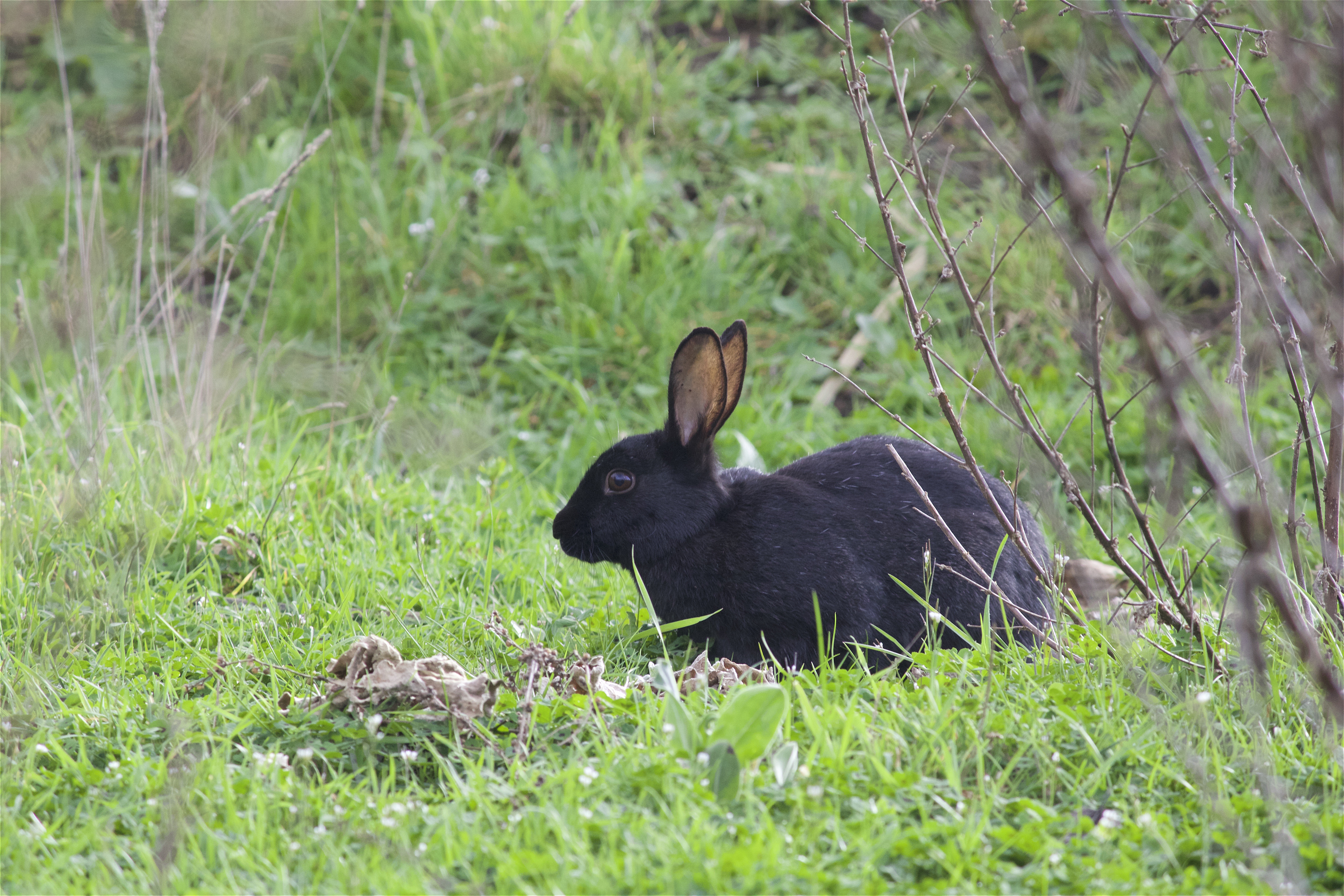 52526 скачать обои кролик, животные, трава, дикий кролик - заставки и картинки бесплатно