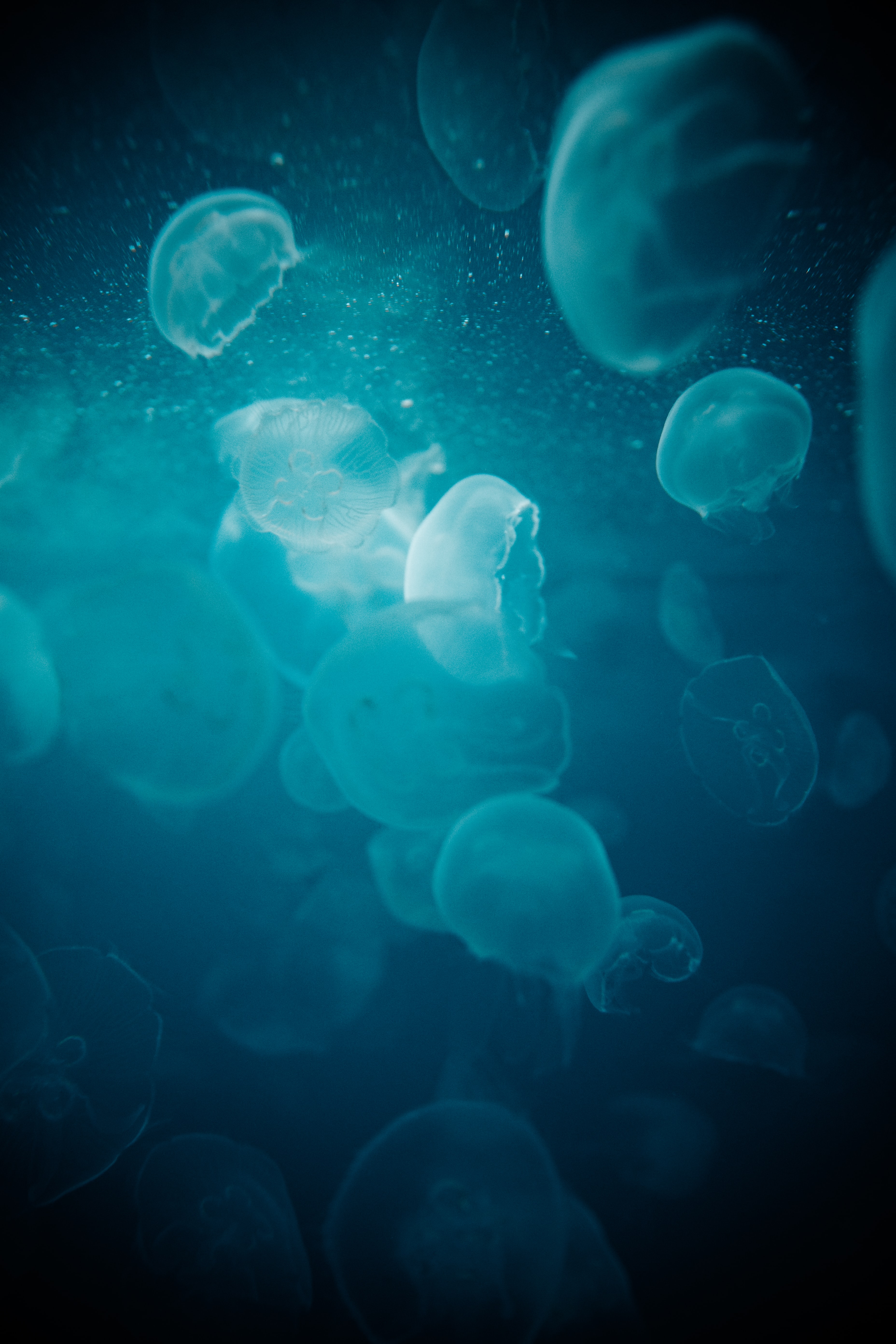 jellyfish, glow, blue, macro HD Mobile