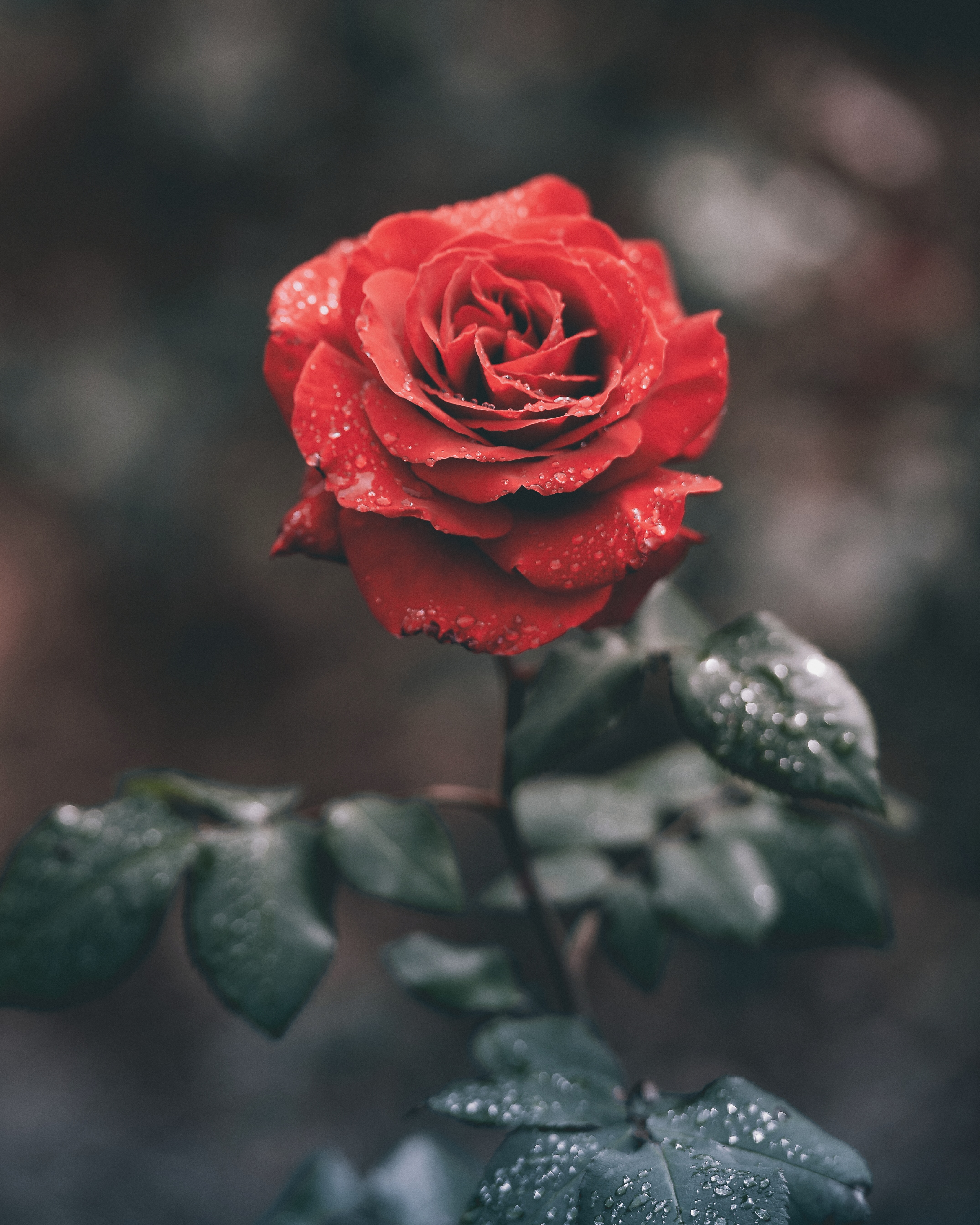 flower, flowers, red, rose flower, rose, wet, dew 1080p