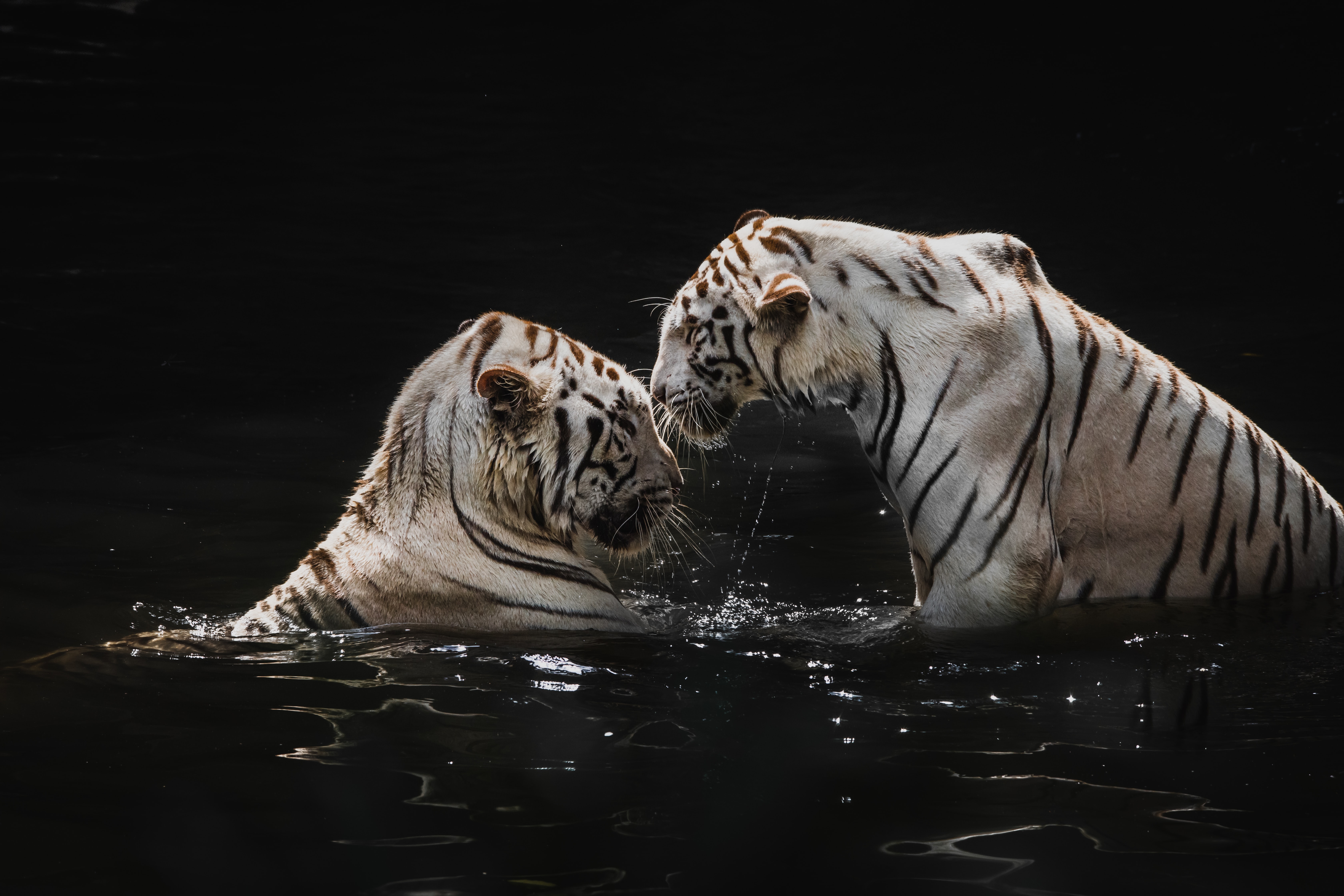 big cats, water, white tigers, animals HD Mobile