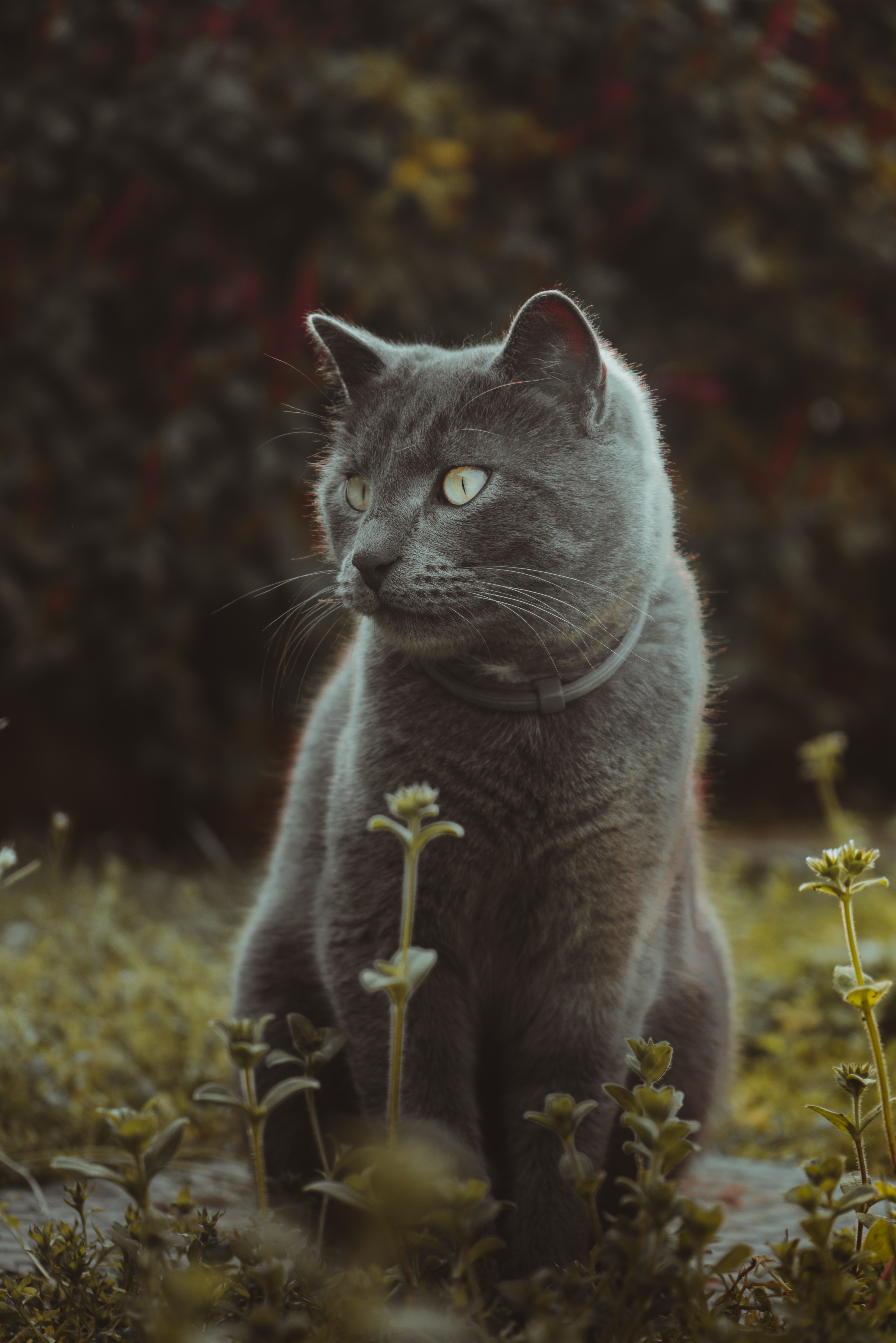 Laden Sie das Tiere, Grass, Der Kater, Katze, Nett, Schatz-Bild kostenlos auf Ihren PC-Desktop herunter