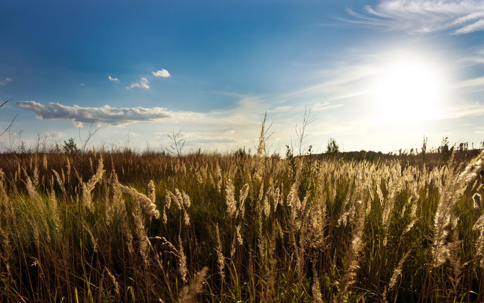 В поле давно уже зеленела посеянная. Пшеничное поле Вангол. Природа России. Поля. Природа поле.