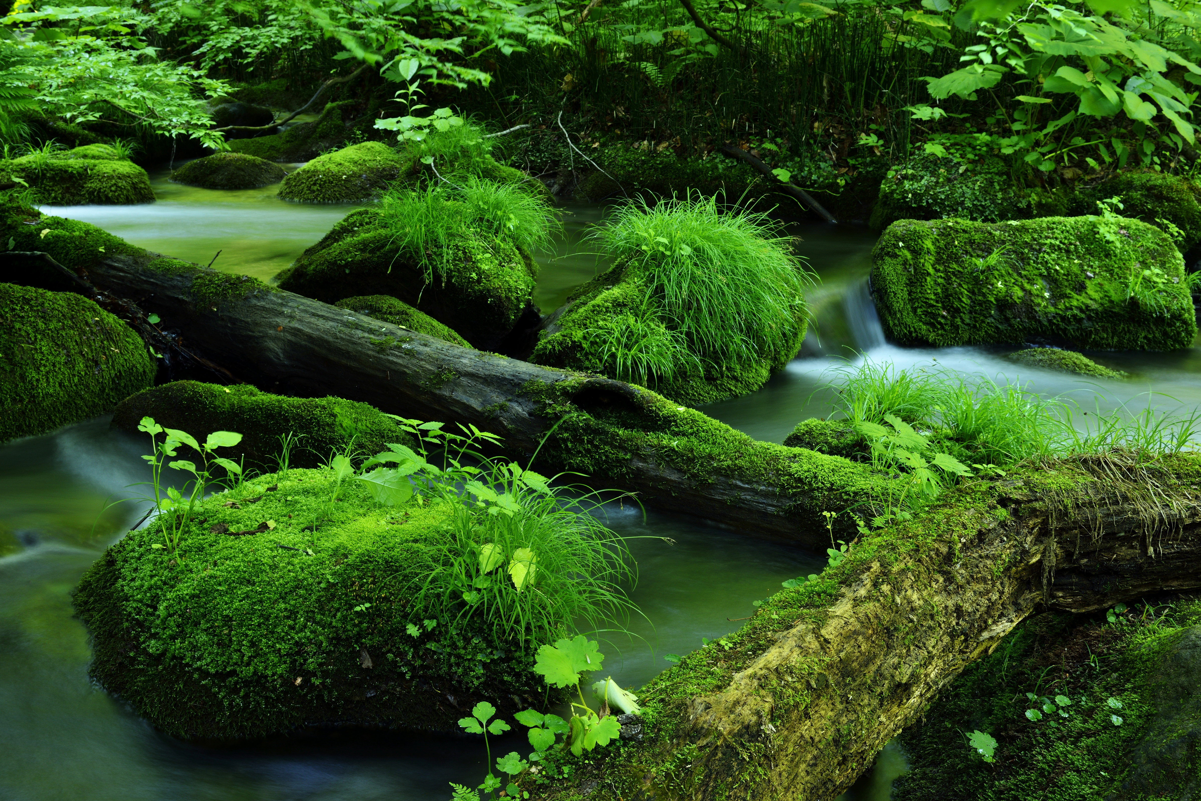 earth, stream, green, log, moss, nature