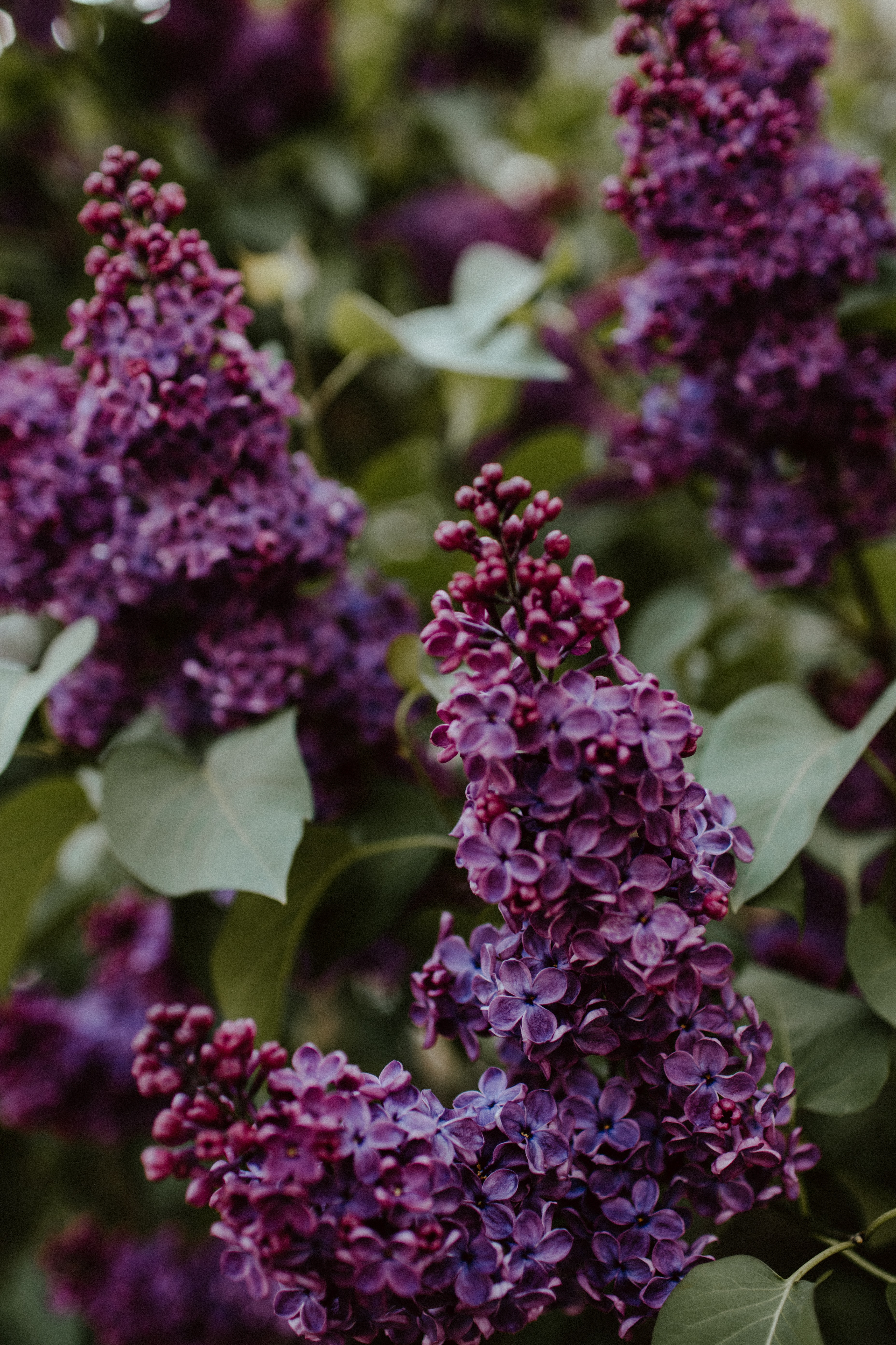 Laden Sie das Blumen, Blätter, Lilac, Bush-Bild kostenlos auf Ihren PC-Desktop herunter