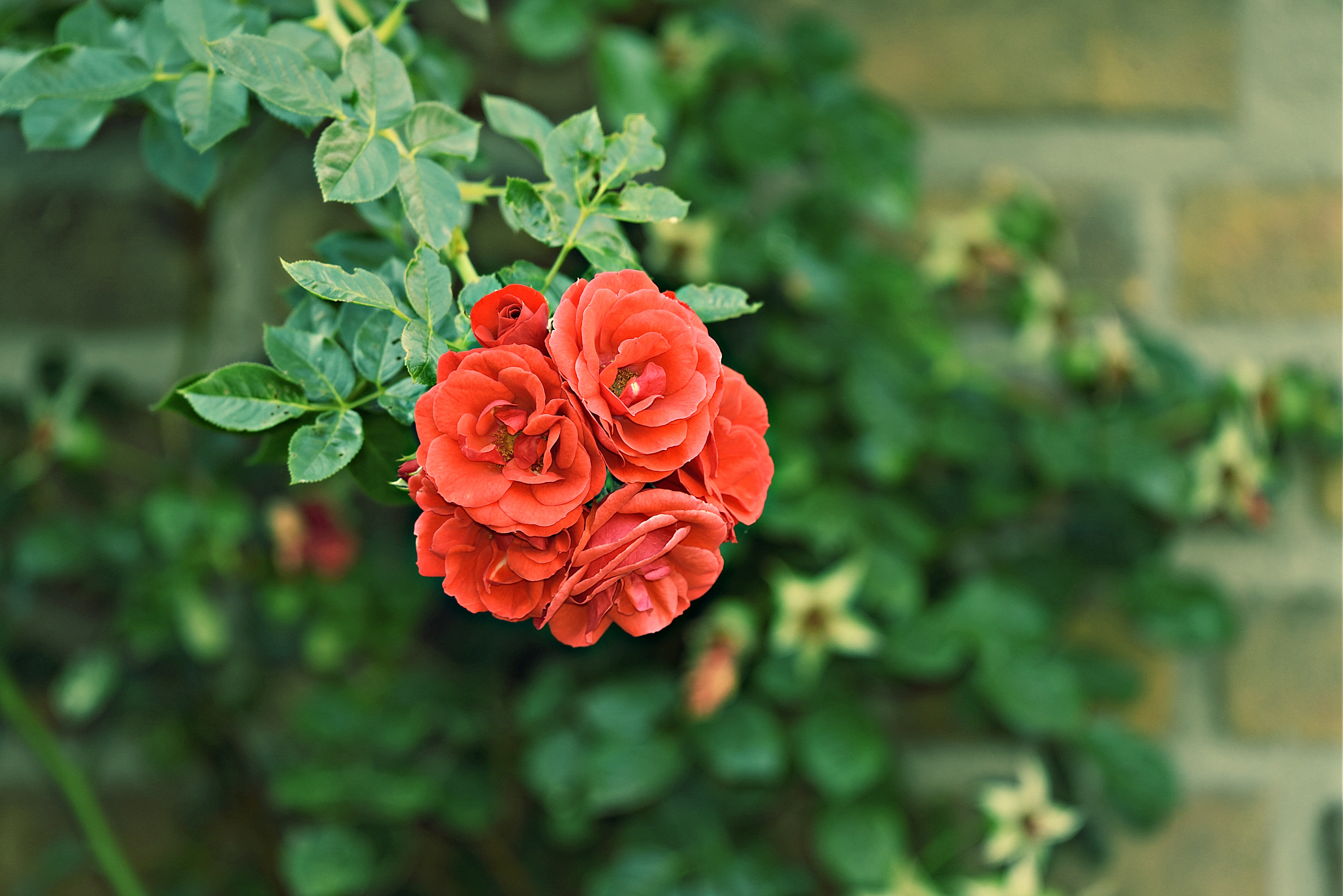 Download Phone wallpaper bush, roses, flowers, buds