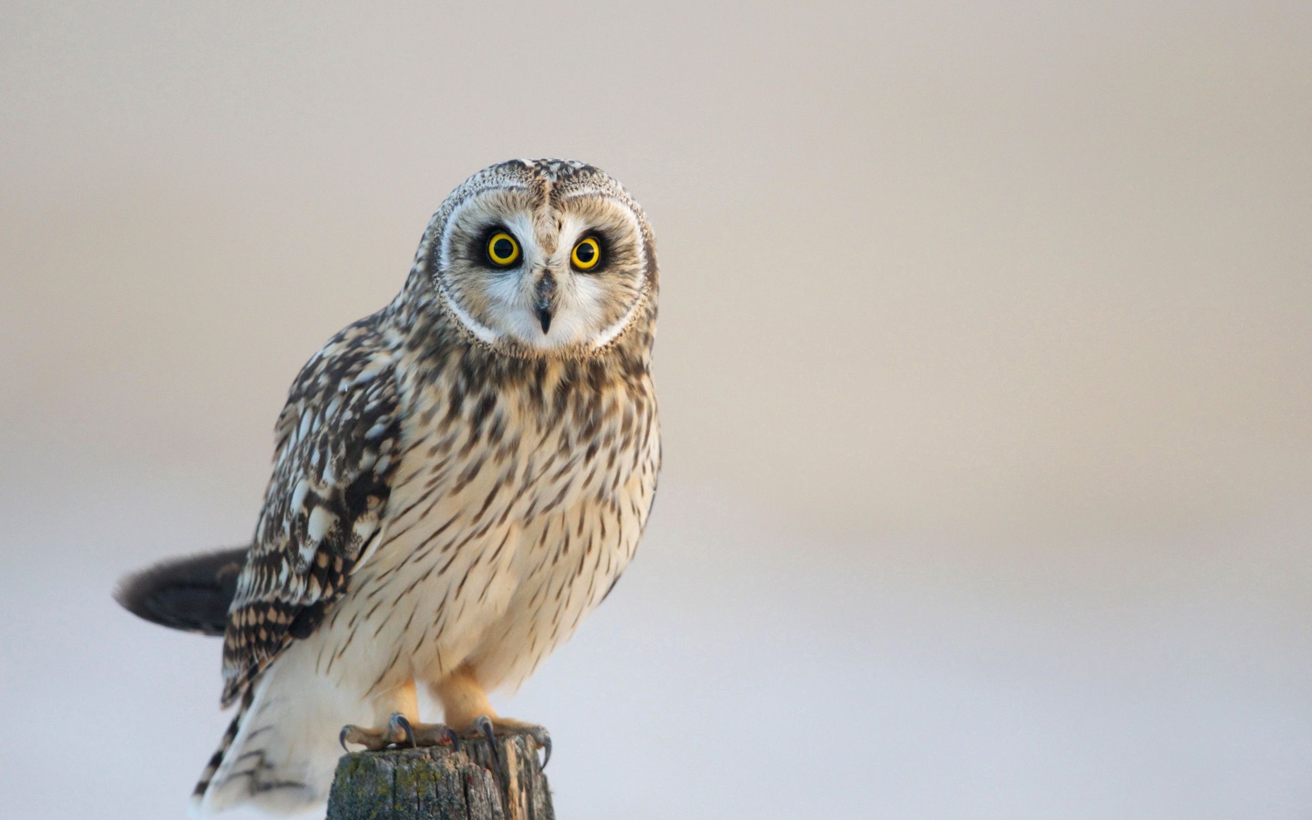 86867 download wallpaper owl, animals, bird, predator, sight, opinion screensavers and pictures for free