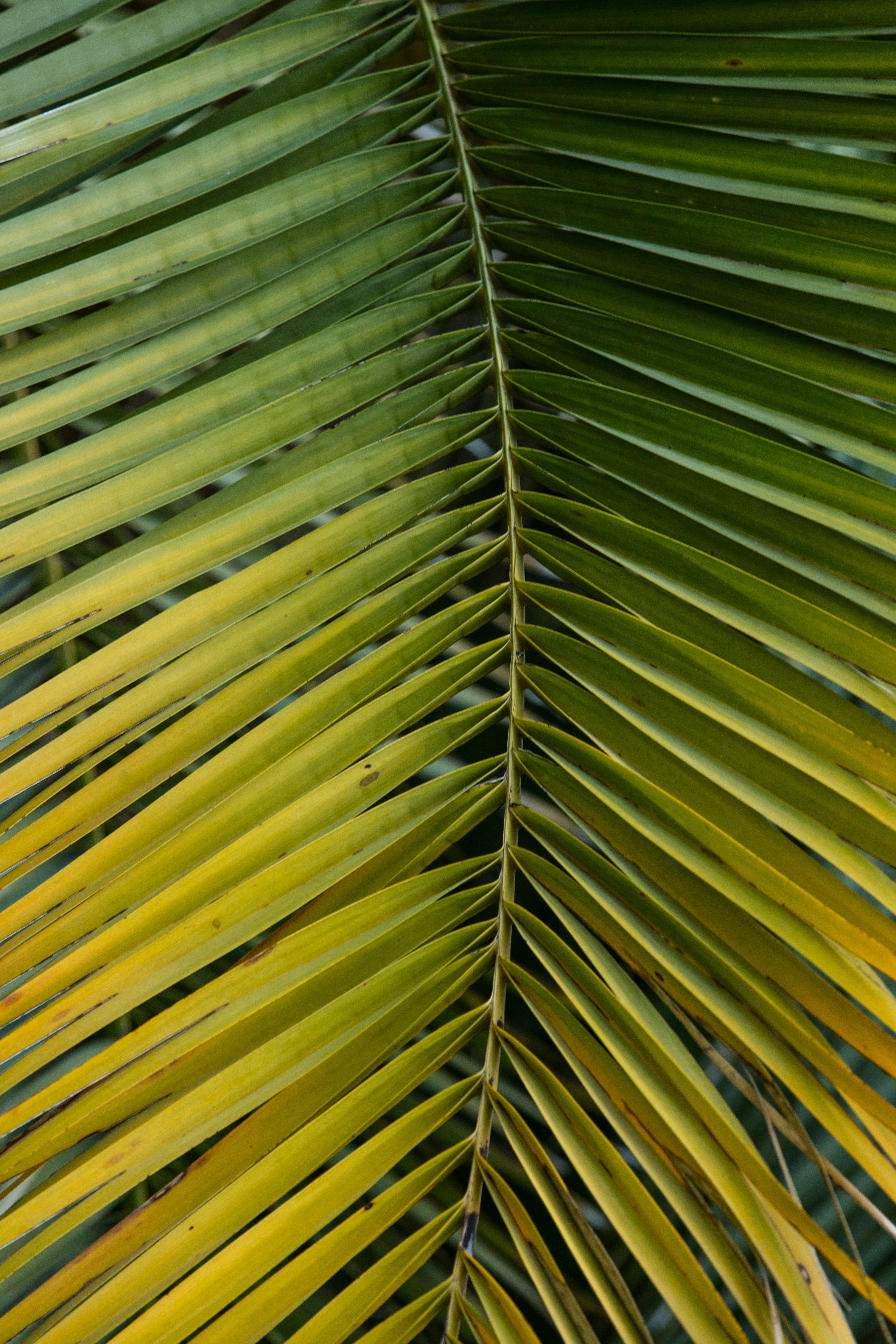 palm, macro, branch, leaf Ultrawide Wallpapers
