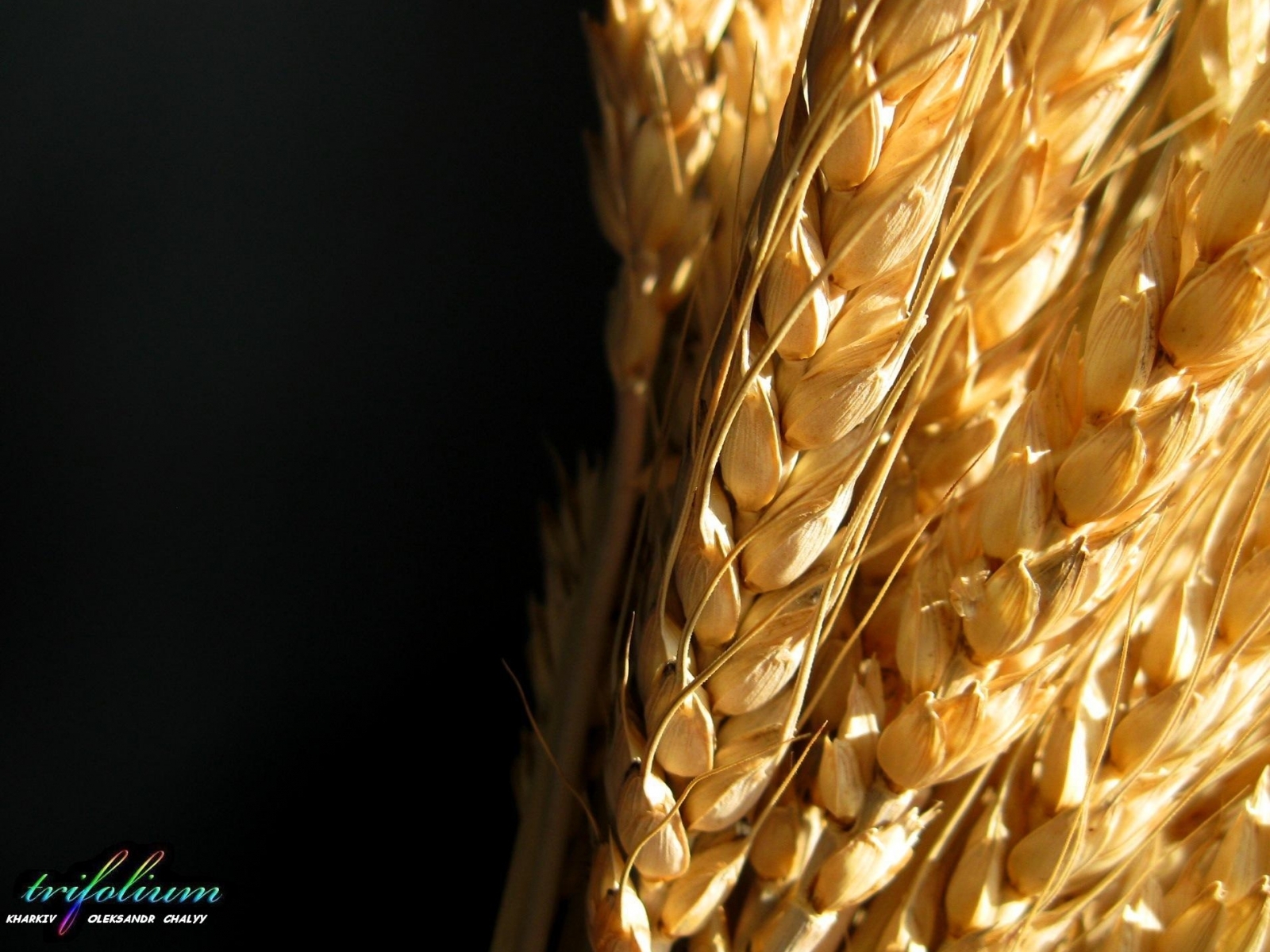 7768 Bildschirmschoner und Hintergrundbilder Weizen auf Ihrem Telefon. Laden Sie pflanzen, weizen Bilder kostenlos herunter