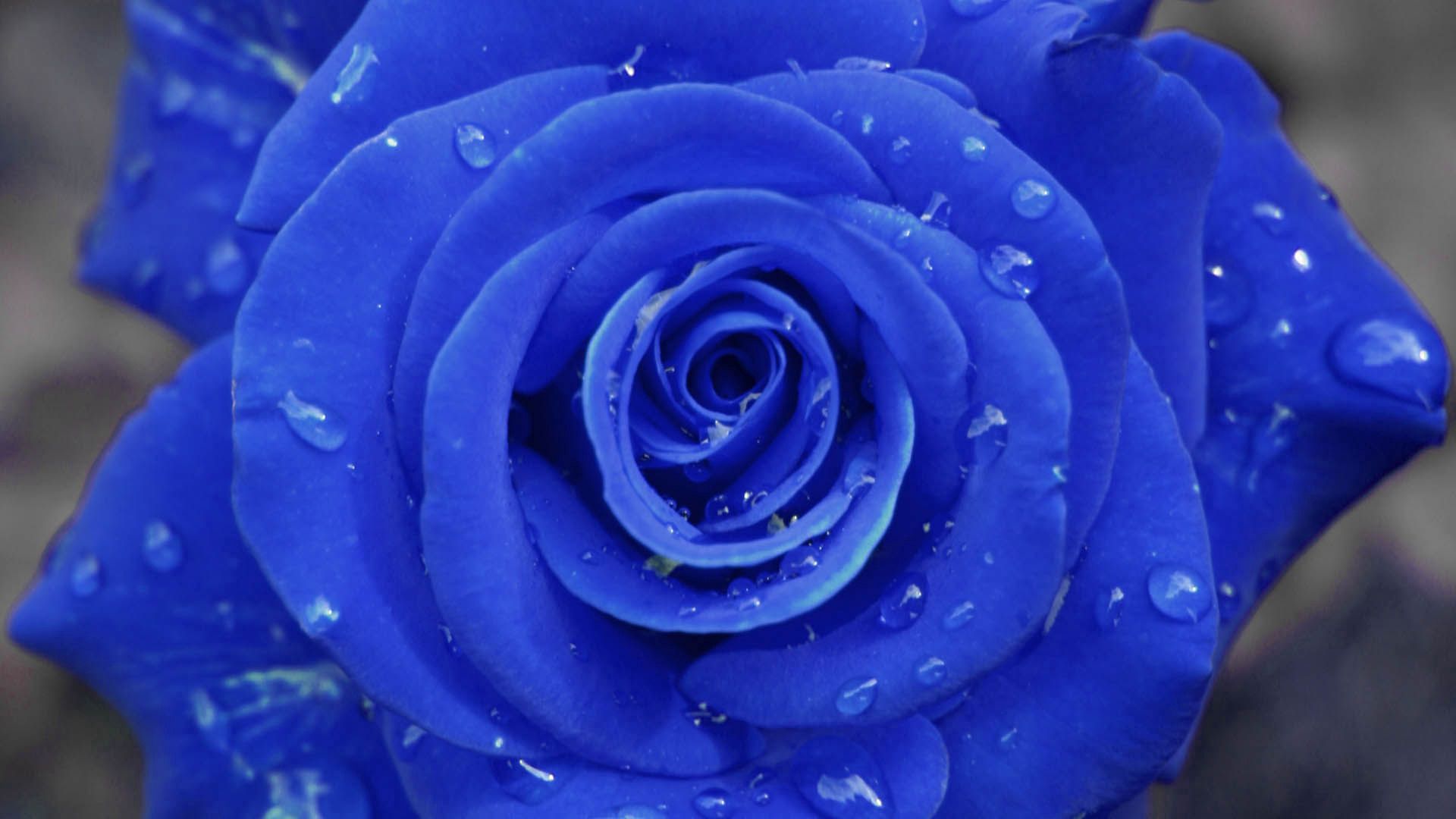 56052 download wallpaper rose flower, drops, macro, rose, petals screensavers and pictures for free
