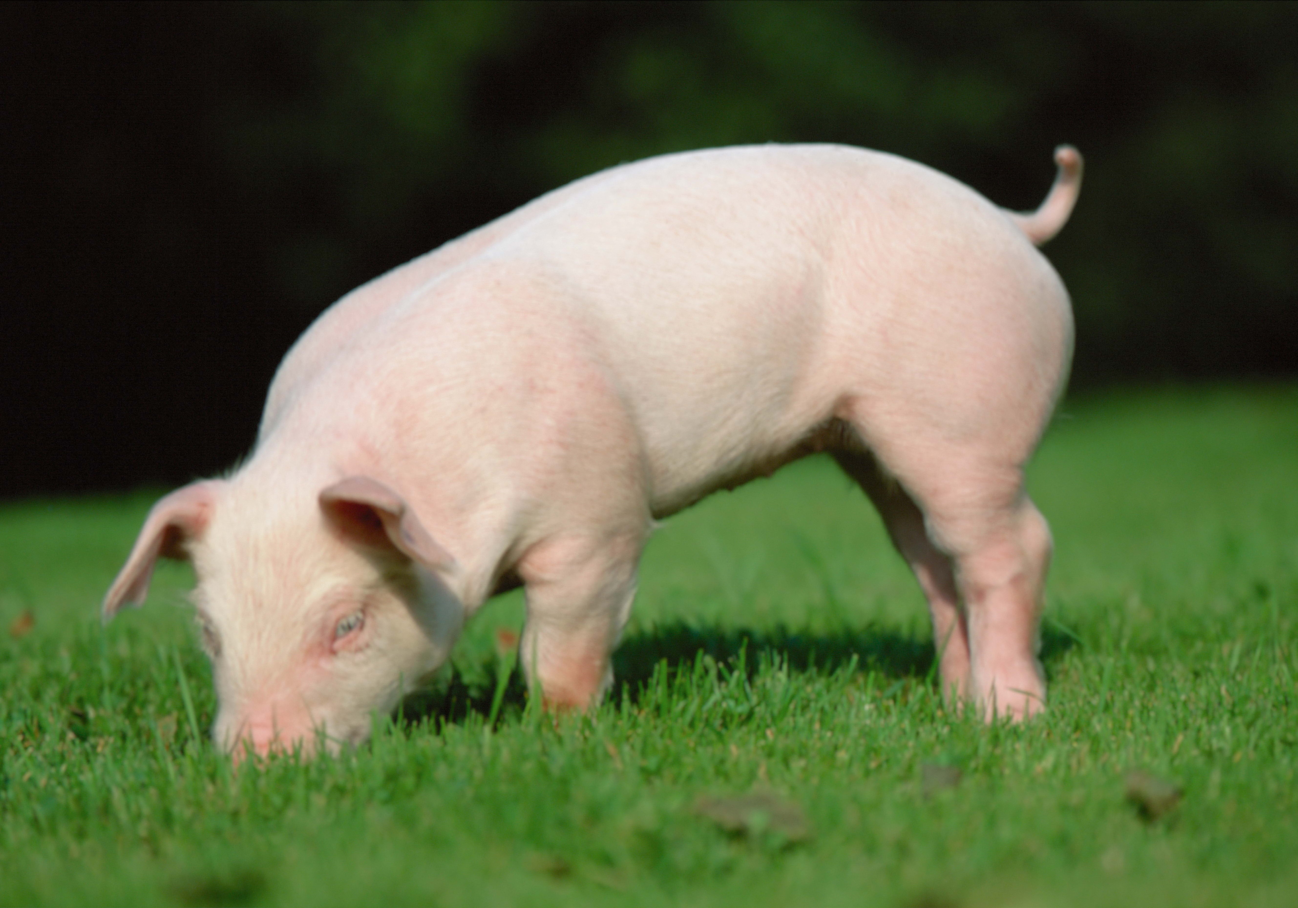 Descargar las imágenes de Cerdo gratis para teléfonos Android y iPhone,  fondos de pantalla de Cerdo para teléfonos móviles