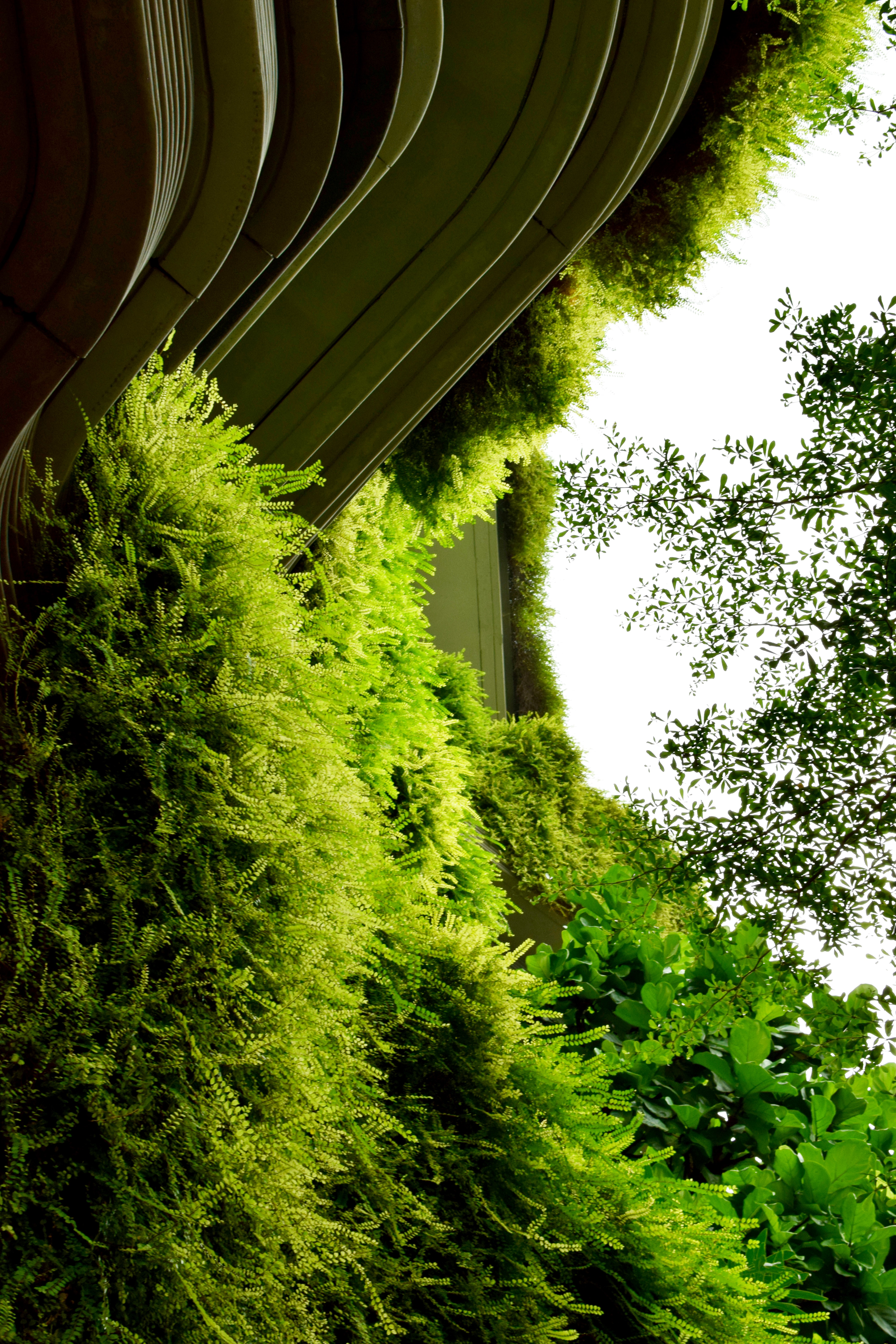 plants, bush, green, building, miscellanea, miscellaneous, fern