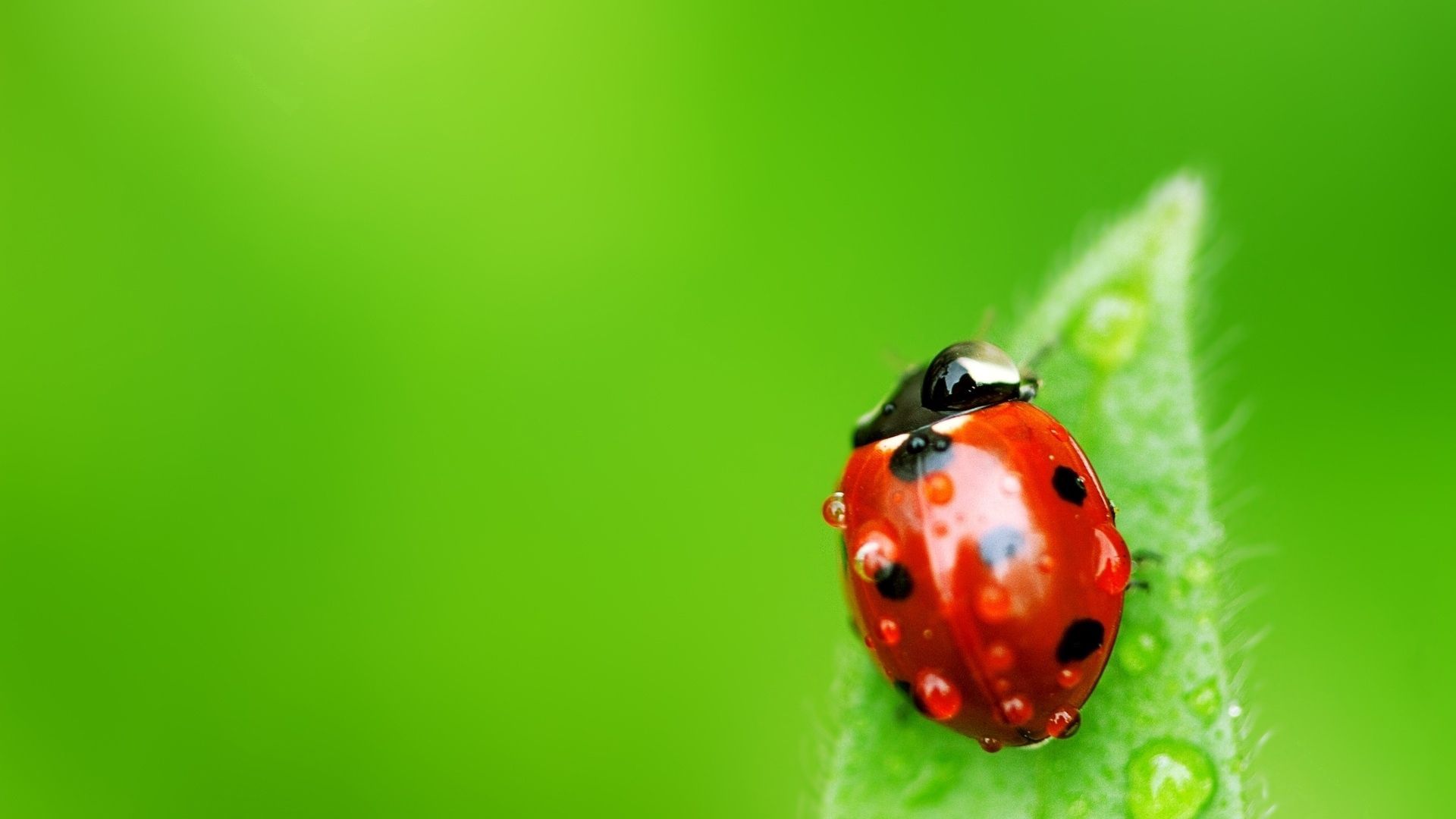 Smartphone Background ladybird, insect, drops, macro