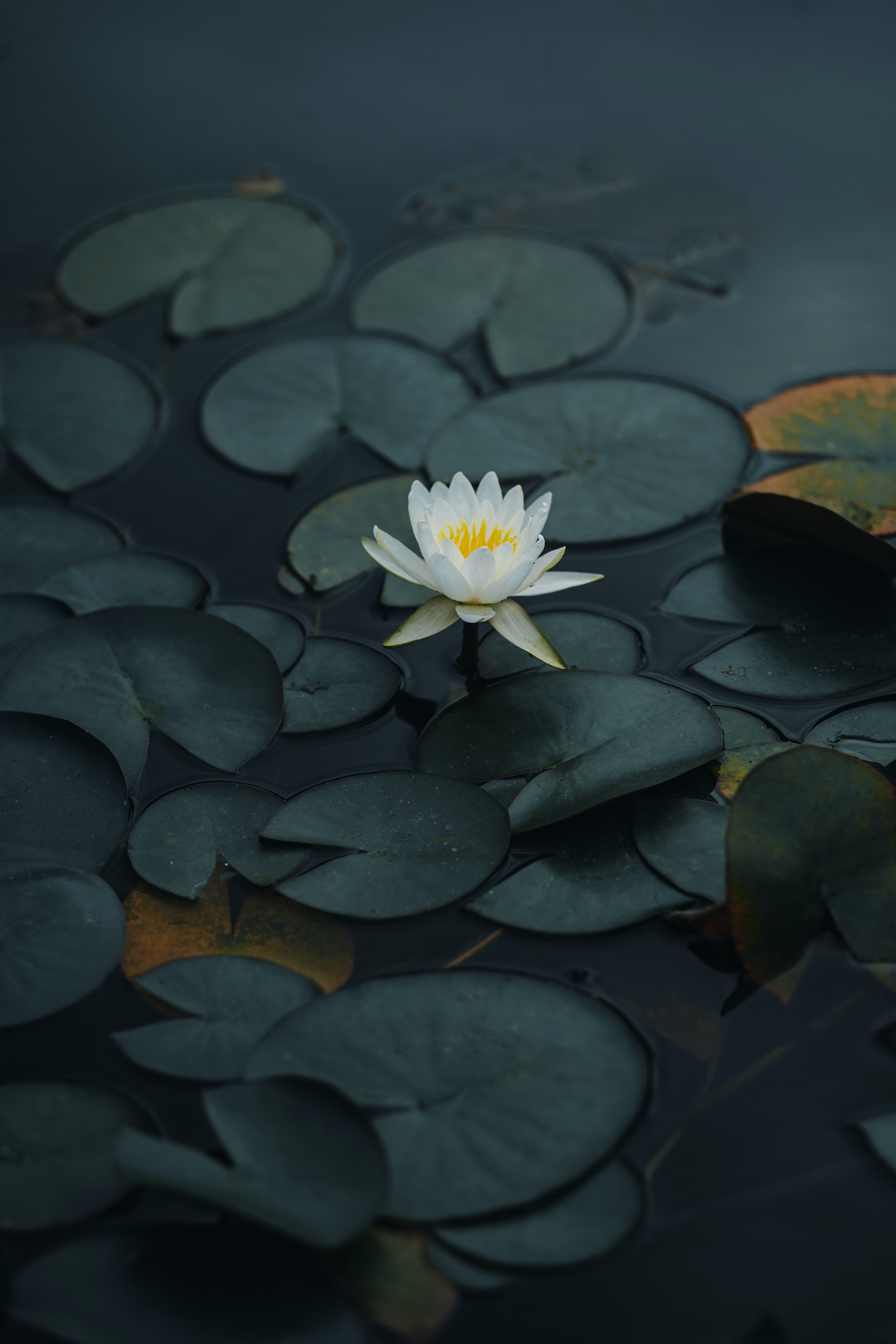 lotus, flowers, water, leaves, flower, petals, basin 32K