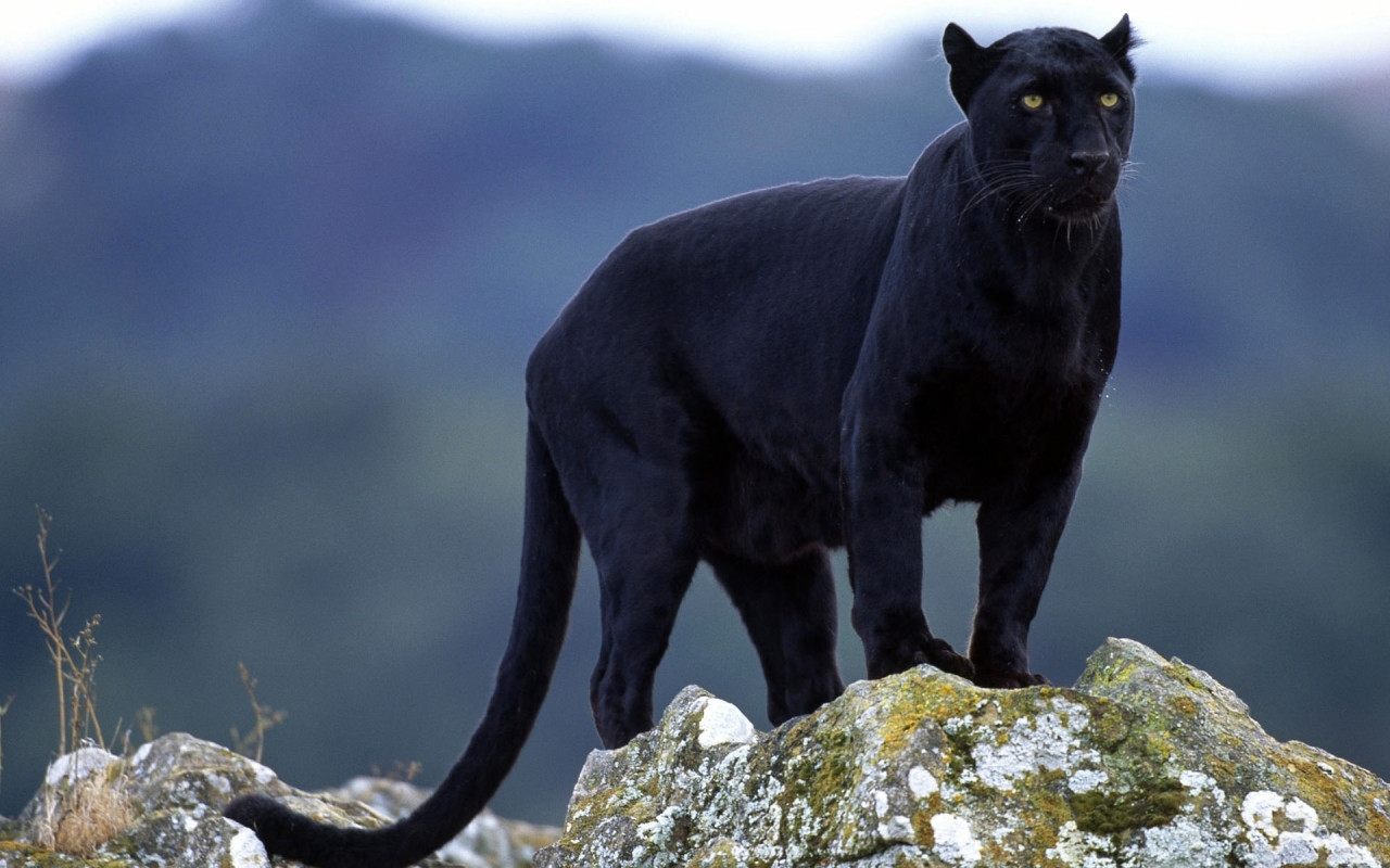 1709 download wallpaper animals, panthers screensavers and pictures for free