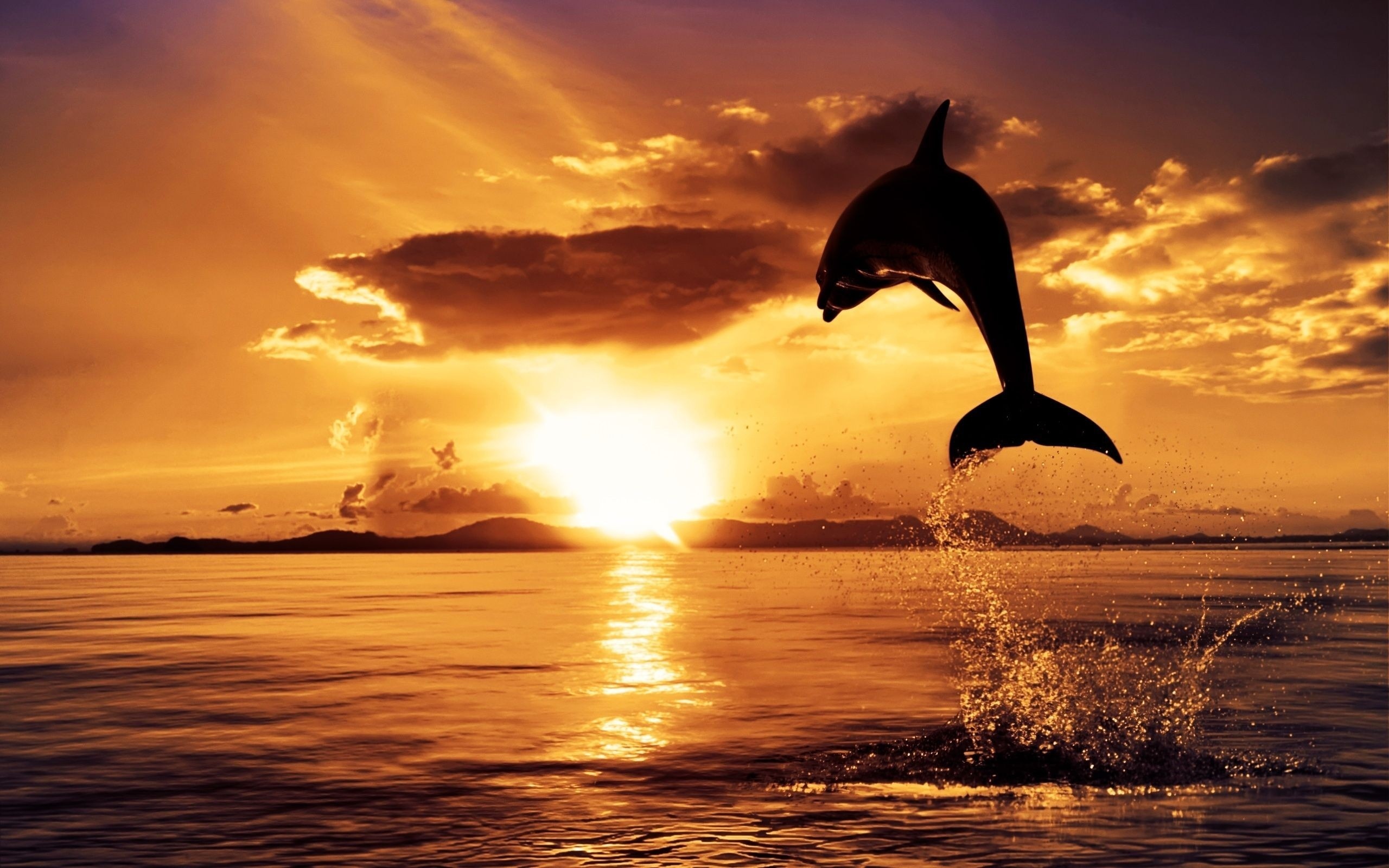 43192 Salvapantallas y fondos de pantalla Delfines en tu teléfono. Descarga imágenes de animales, paisaje, delfines, mar gratis