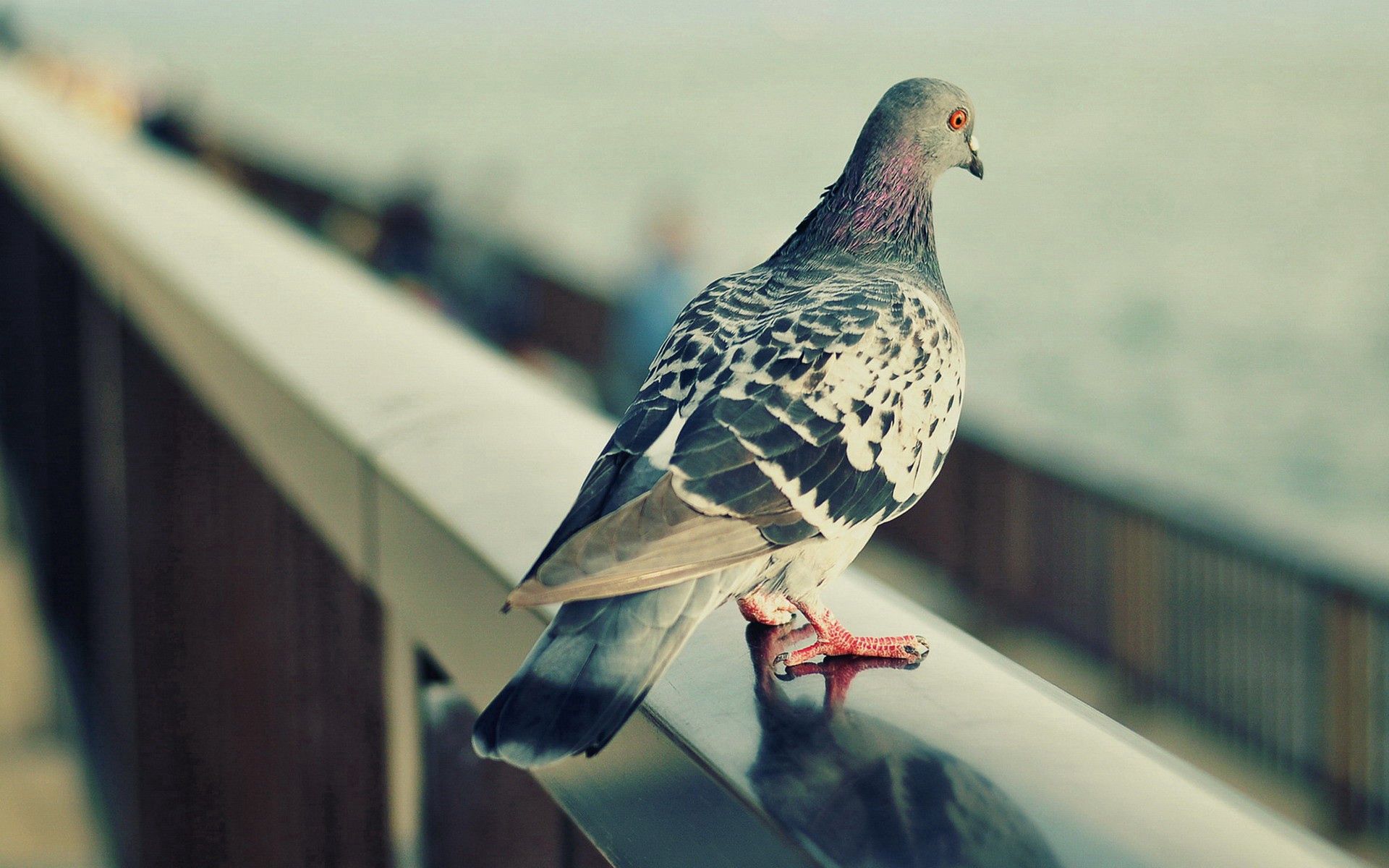 Laden Sie das Tiere, Feder, Vogel, Sitzen, Taube-Bild kostenlos auf Ihren PC-Desktop herunter