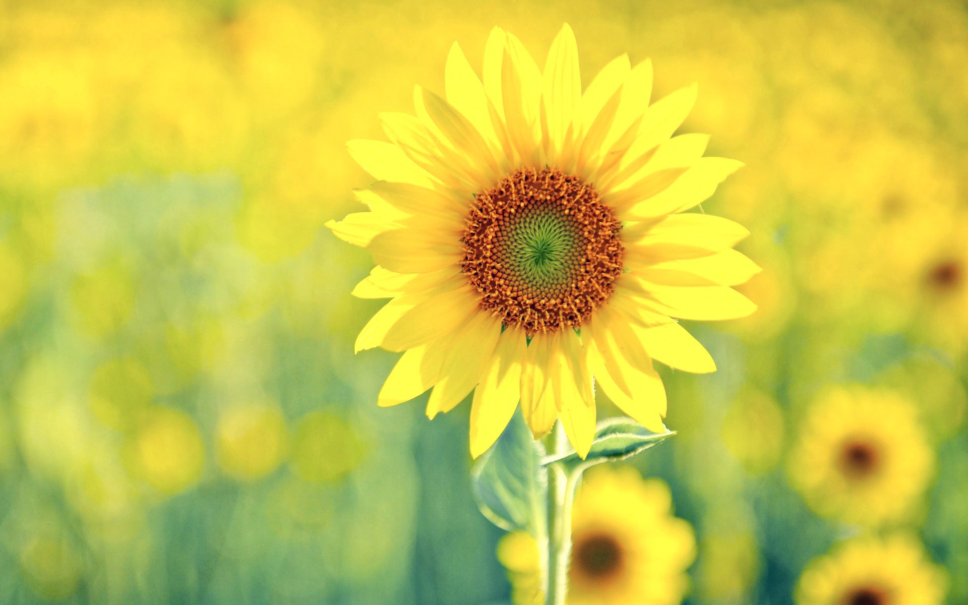 summer, flowers, plant, sunflower, sunny, solar HD wallpaper