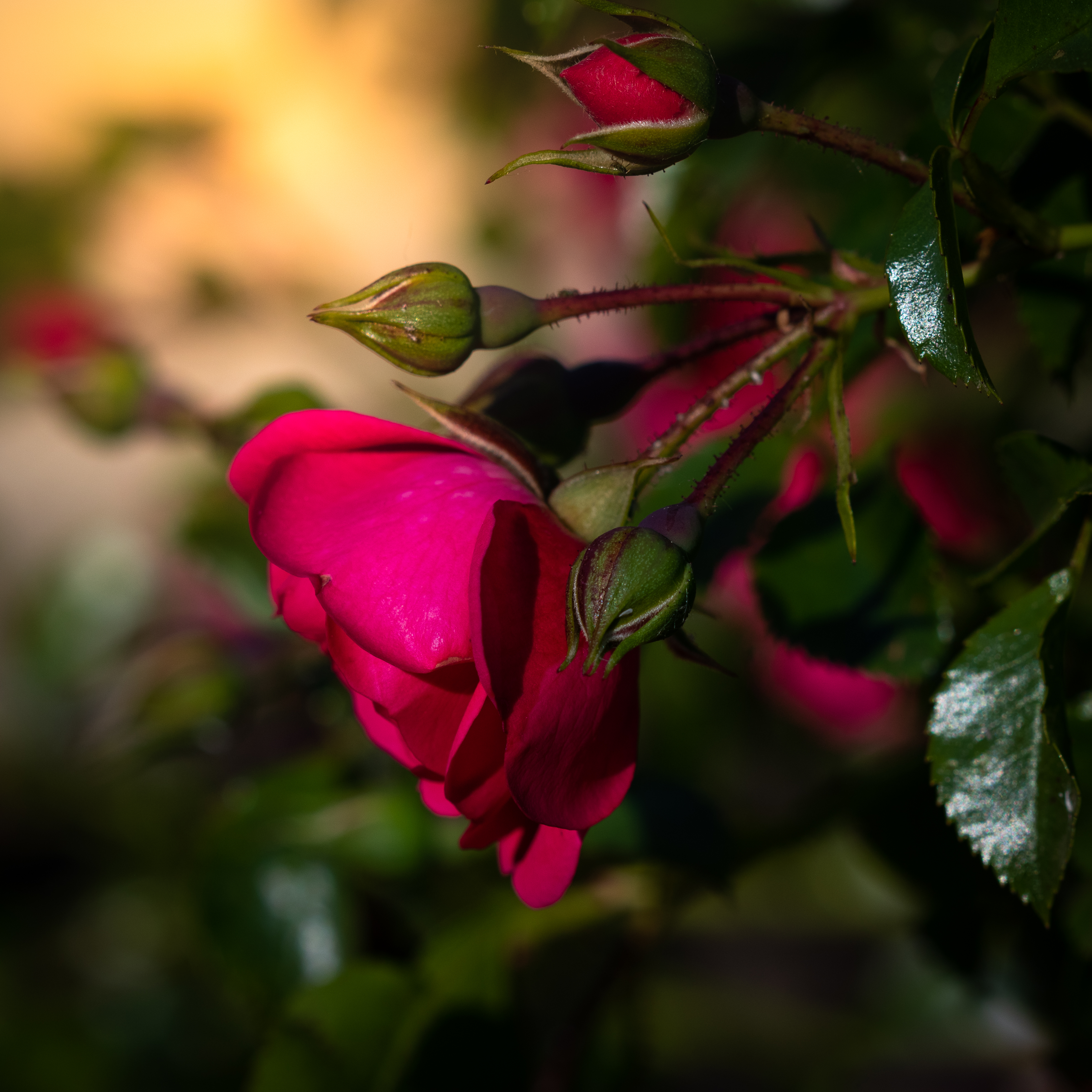 rose flower, flowers, leaves, pink, flower, rose, petals Full HD